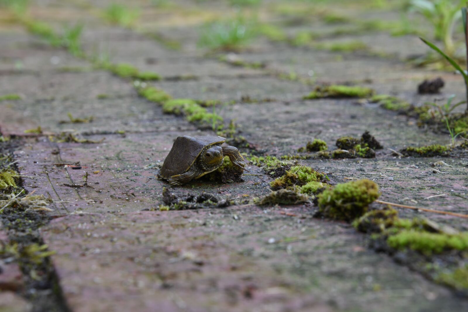 Nikon D850 sample photo. Turtle, small, tiny photography