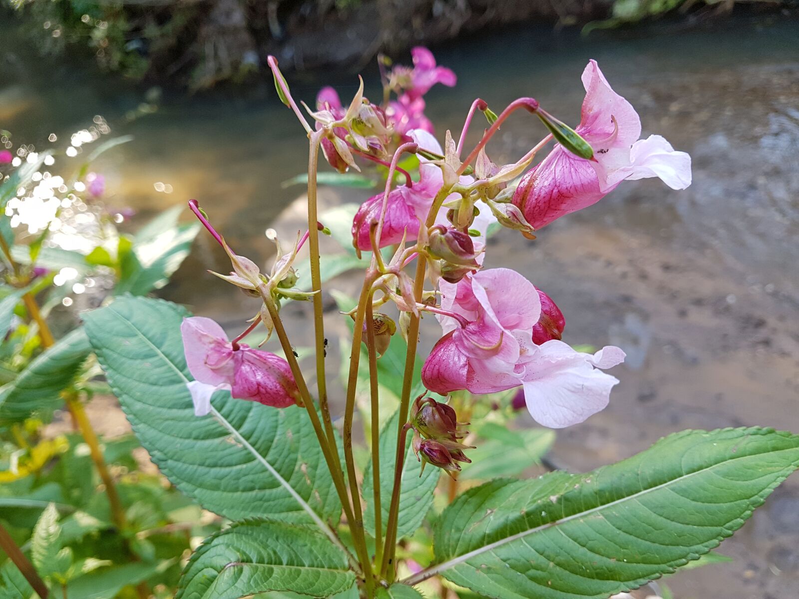 Samsung Galaxy S7 Edge sample photo. Pink flowers, flowers, cute photography