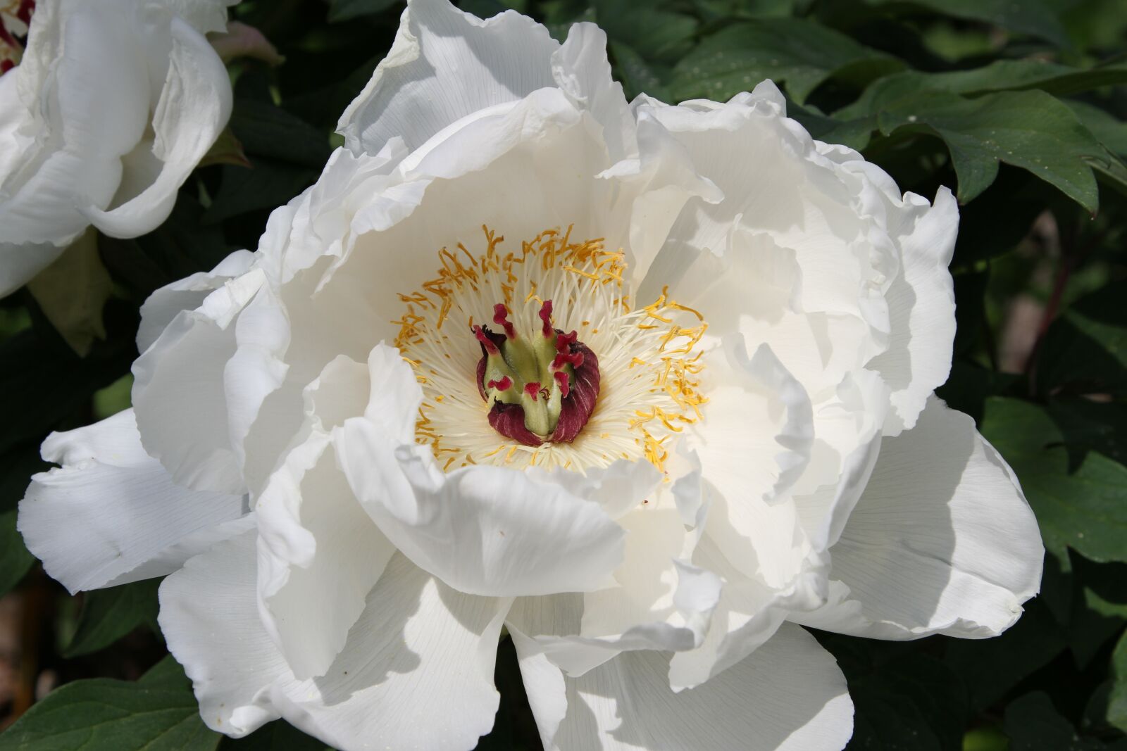 Canon EOS 7D + Canon EF 24-105mm F4L IS USM sample photo. Peony, stamens, flourished photography
