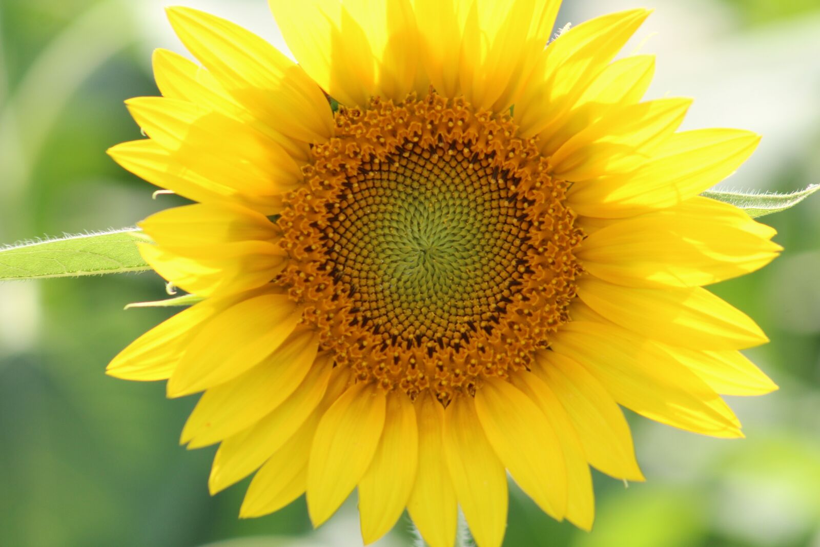 Canon EOS 1300D (EOS Rebel T6 / EOS Kiss X80) sample photo. Sunflower, yellow, plant photography