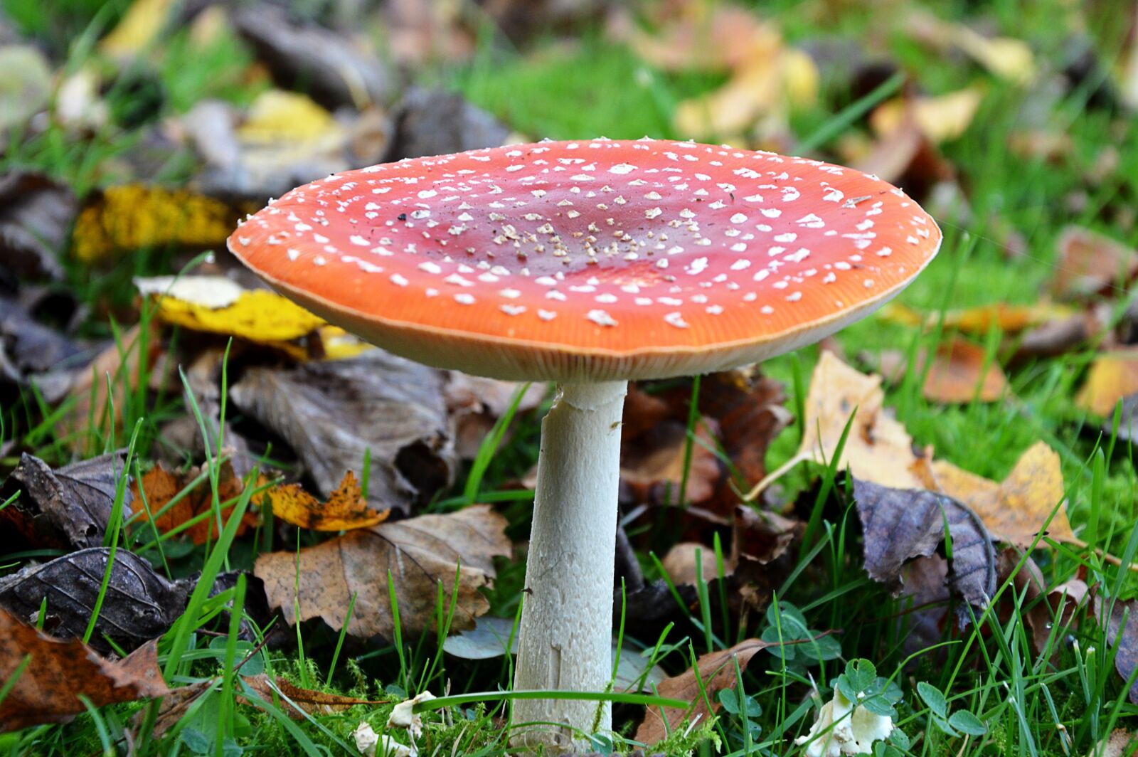 Nikon D3200 sample photo. Fly agaric, red, toxic photography