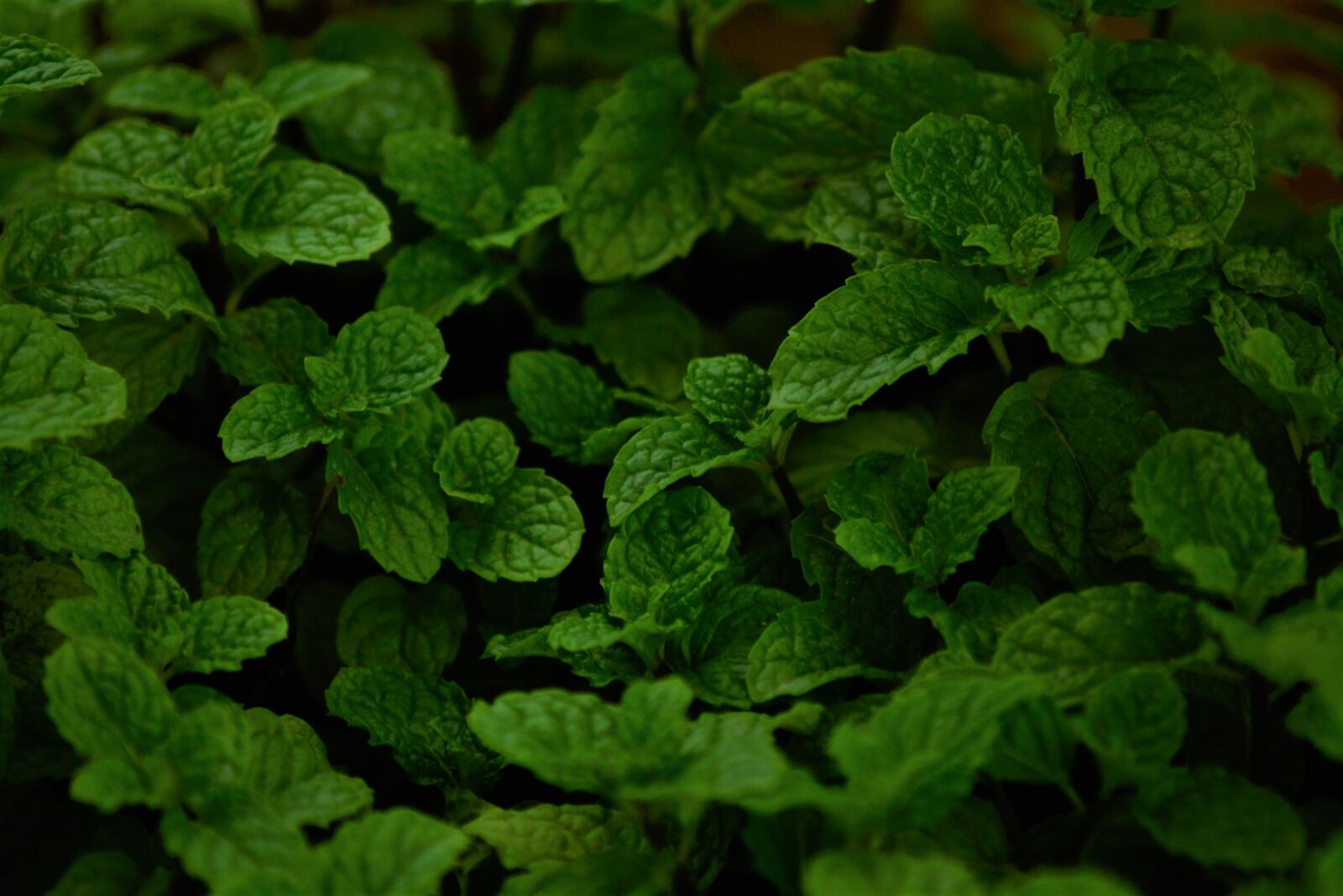 Nikon AF Nikkor 70-300mm F4-5.6G sample photo. Fresh, green, leaves, mint photography