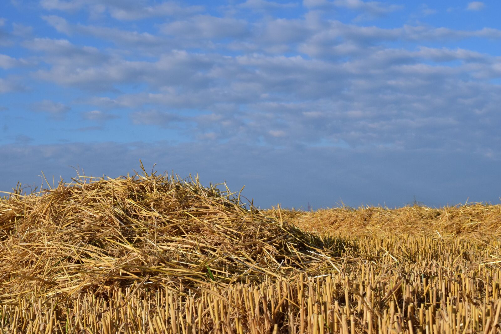 Nikon D3300 sample photo. Straw, field, stubble photography