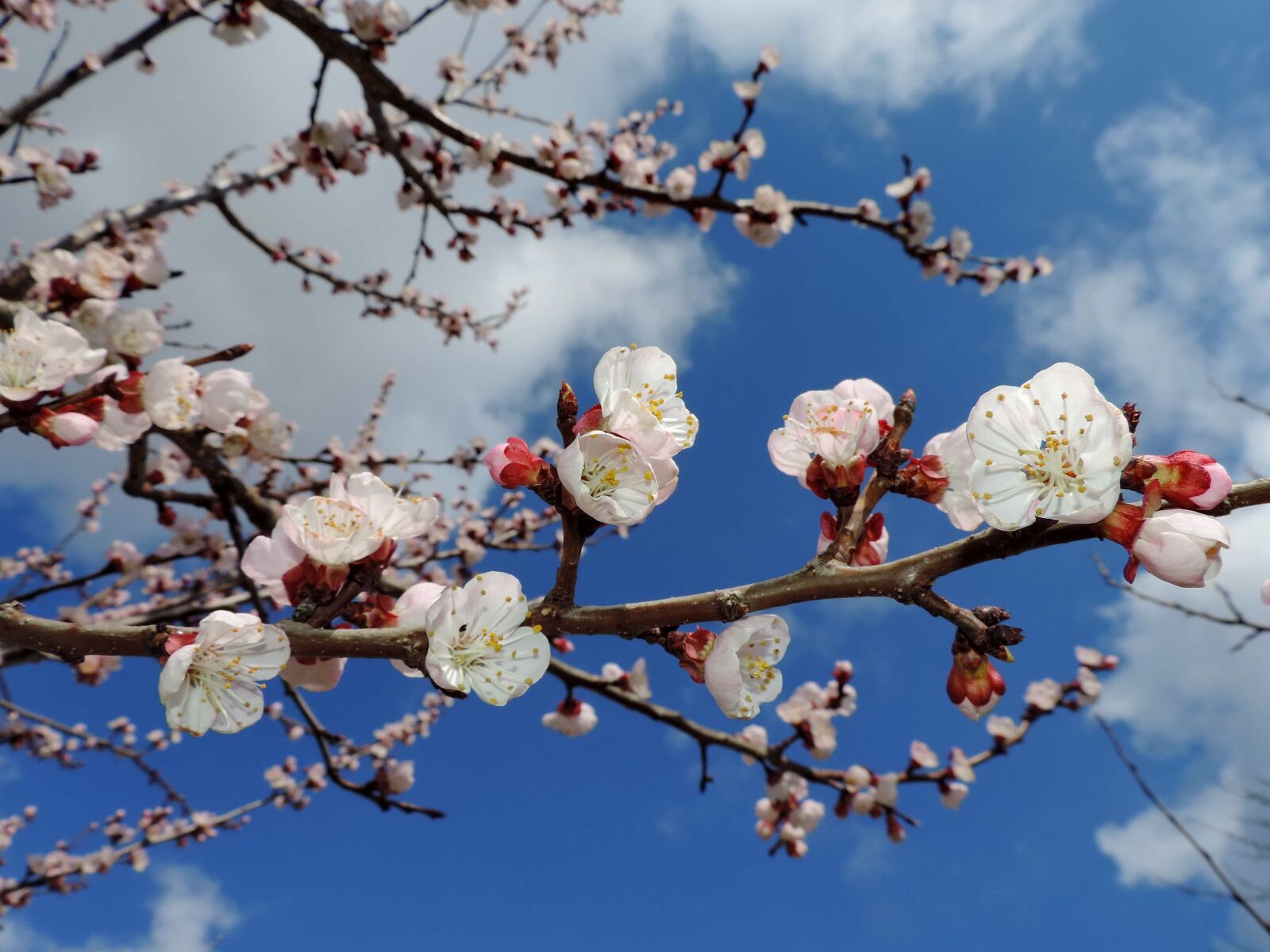 Nikon Coolpix P520 sample photo. Blue sky, branches, flower photography