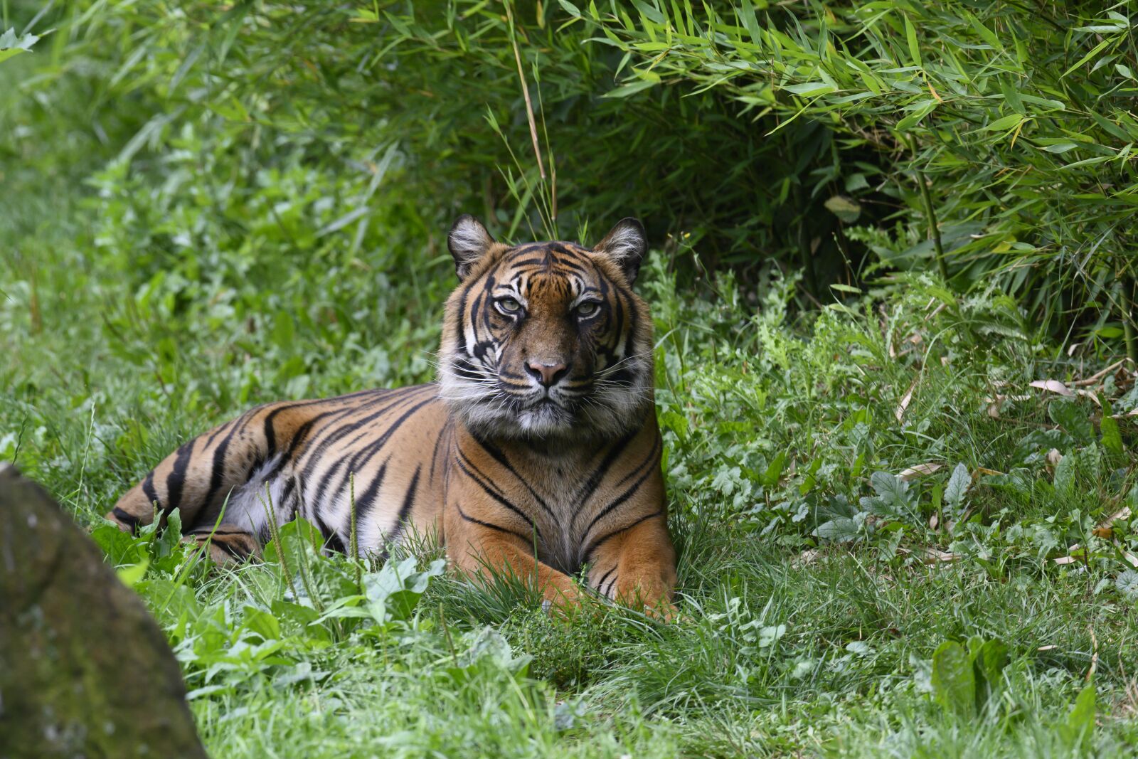 Nikon Z7 sample photo. Tiger, predator, carnivores photography