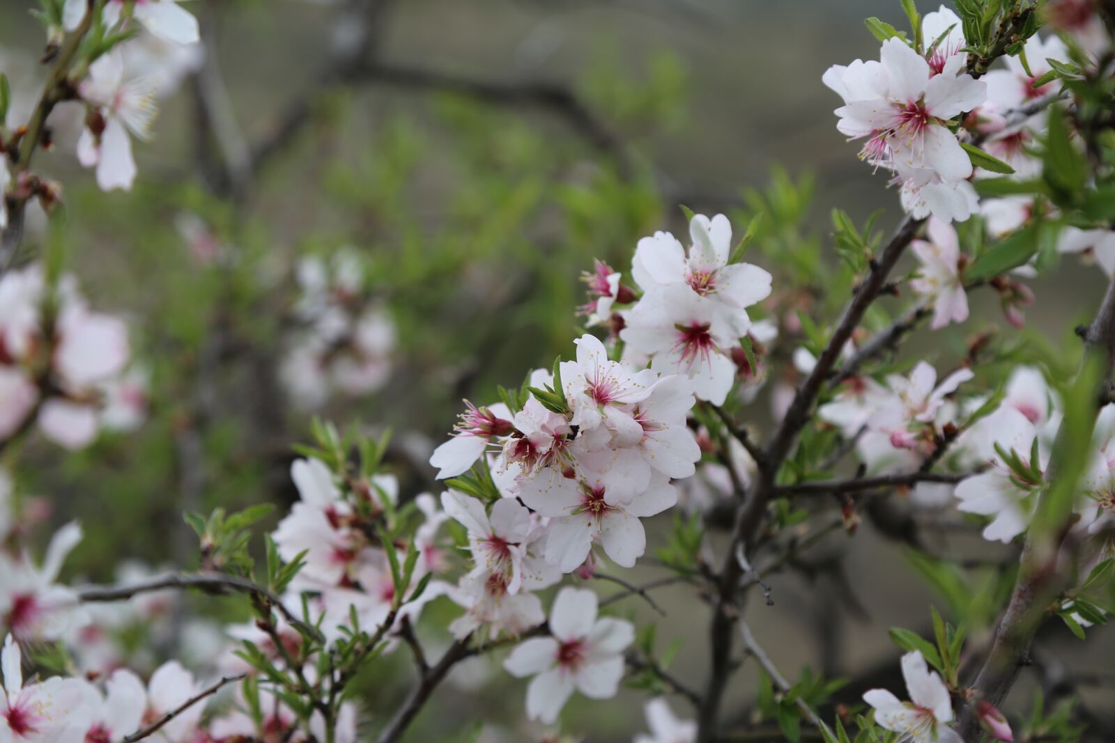 Canon EF 24-105mm F4L IS USM sample photo. Flower, tree, plant photography