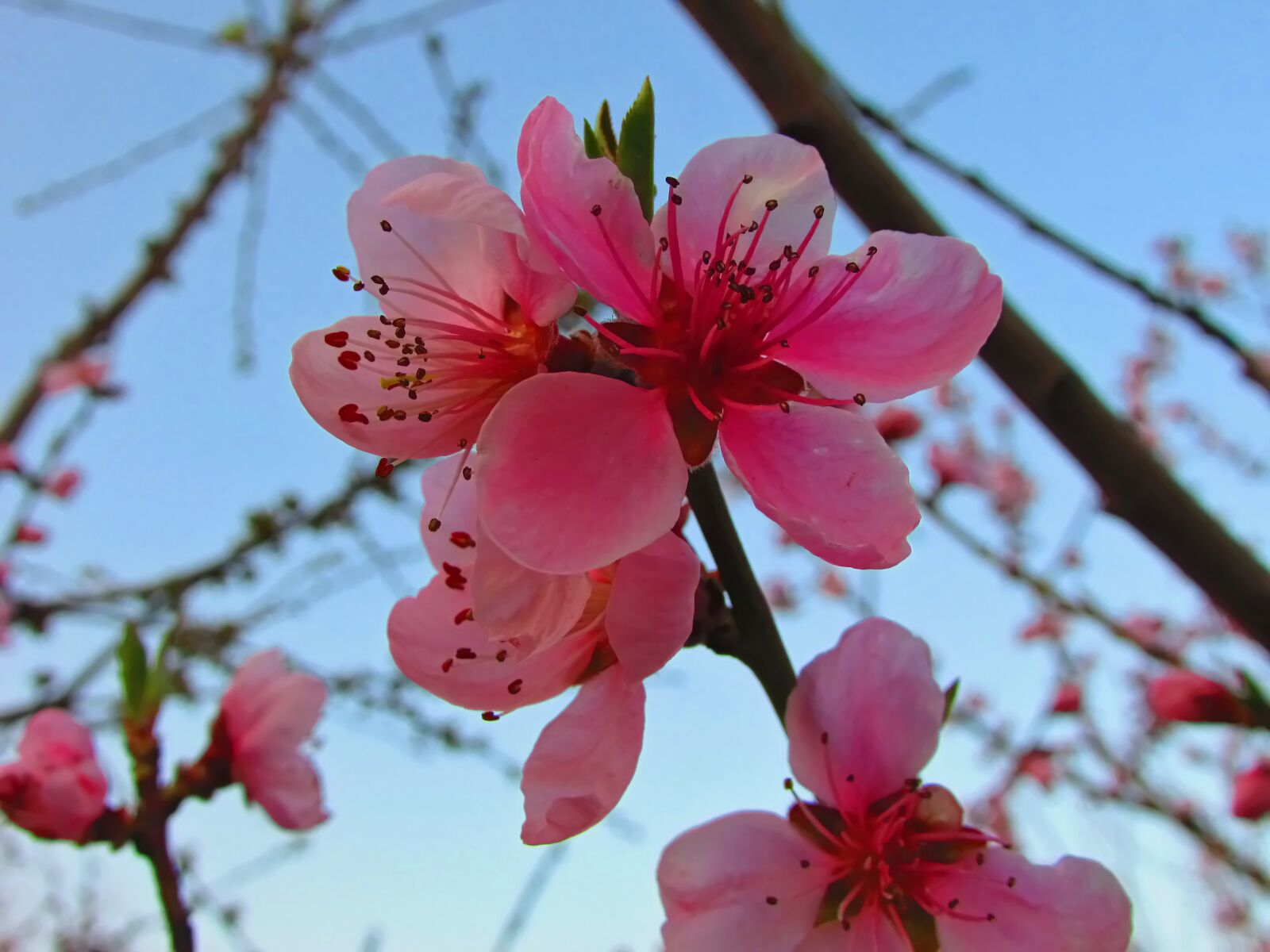 Canon PowerShot SX400 IS sample photo. Bright flowers, background, spring photography