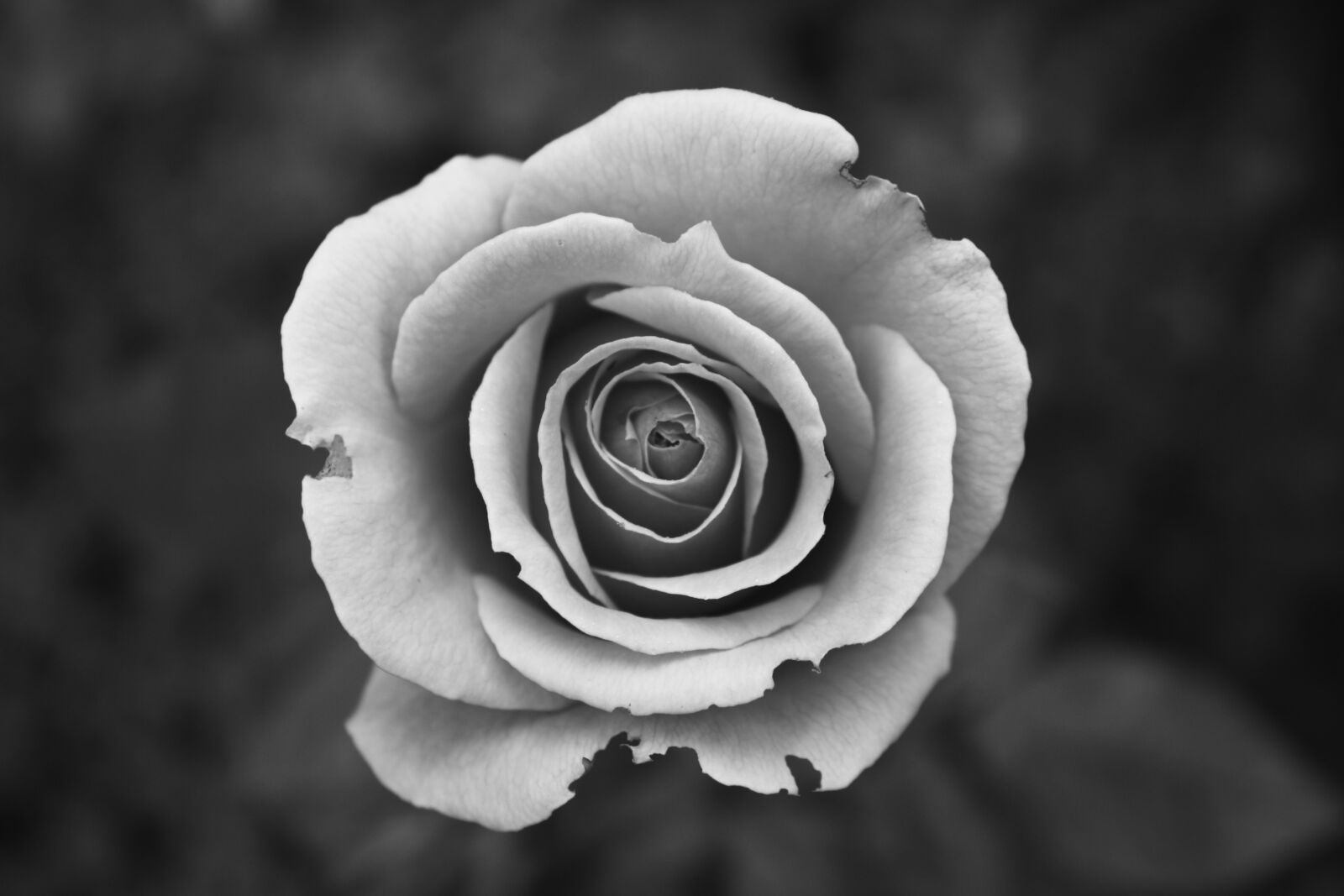 Canon EOS 450D (EOS Rebel XSi / EOS Kiss X2) sample photo. Black, and, white, nature photography