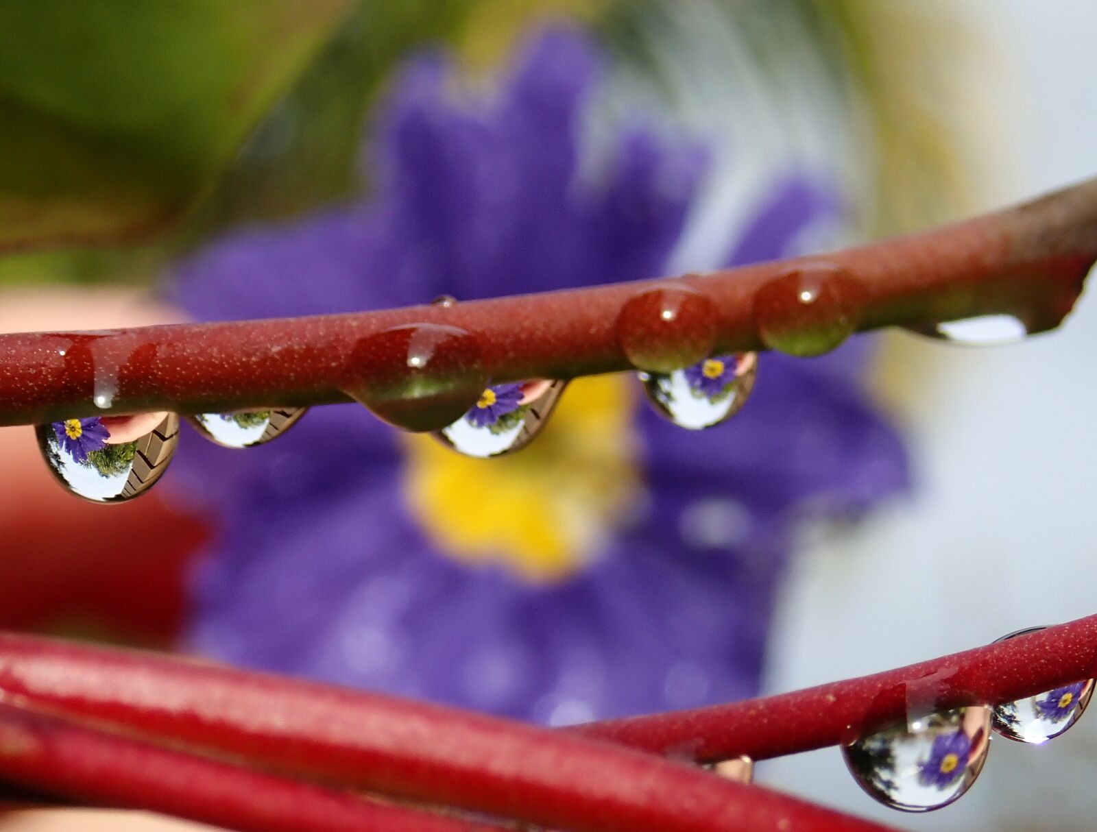 Olympus TG-5 sample photo. Raindrops, primrose, flower photography