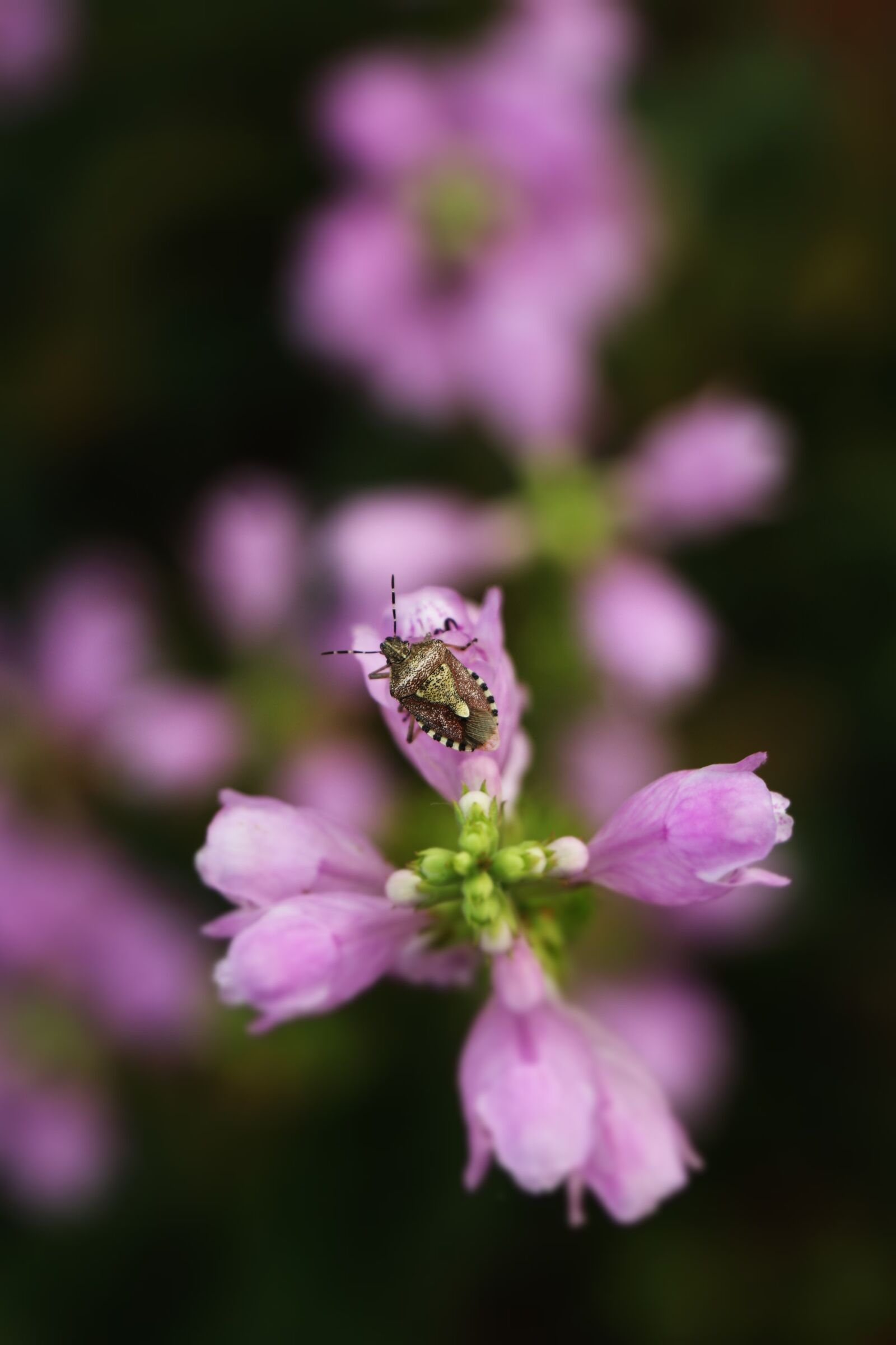 Canon EF-S 18-135mm F3.5-5.6 IS USM sample photo. Close-up, plant, insect photography