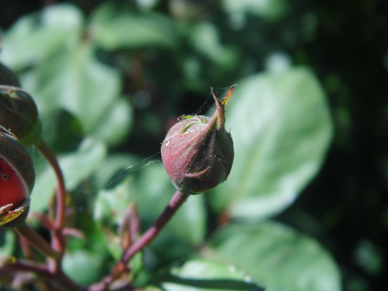 HITACHI HBC-1600E sample photo. Rose, flower, g photography
