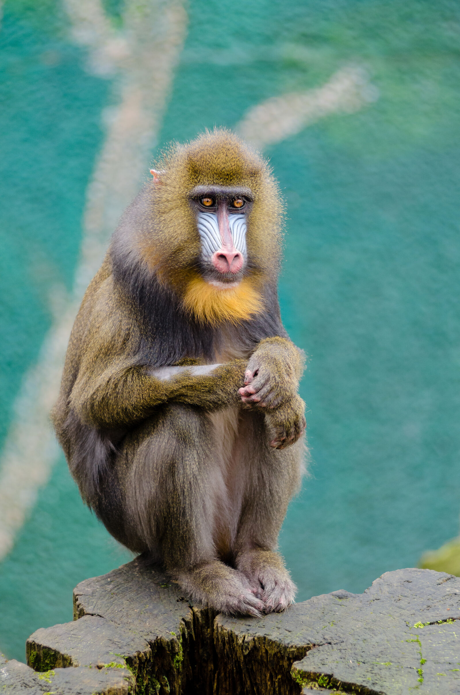 AF Zoom-Nikkor 80-200mm f/2.8 ED sample photo