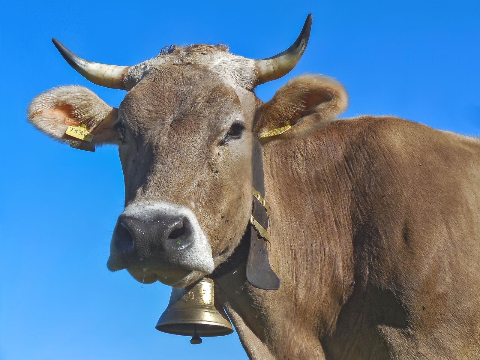 Nikon Coolpix S6400 sample photo. Cow, horns, milk cow photography