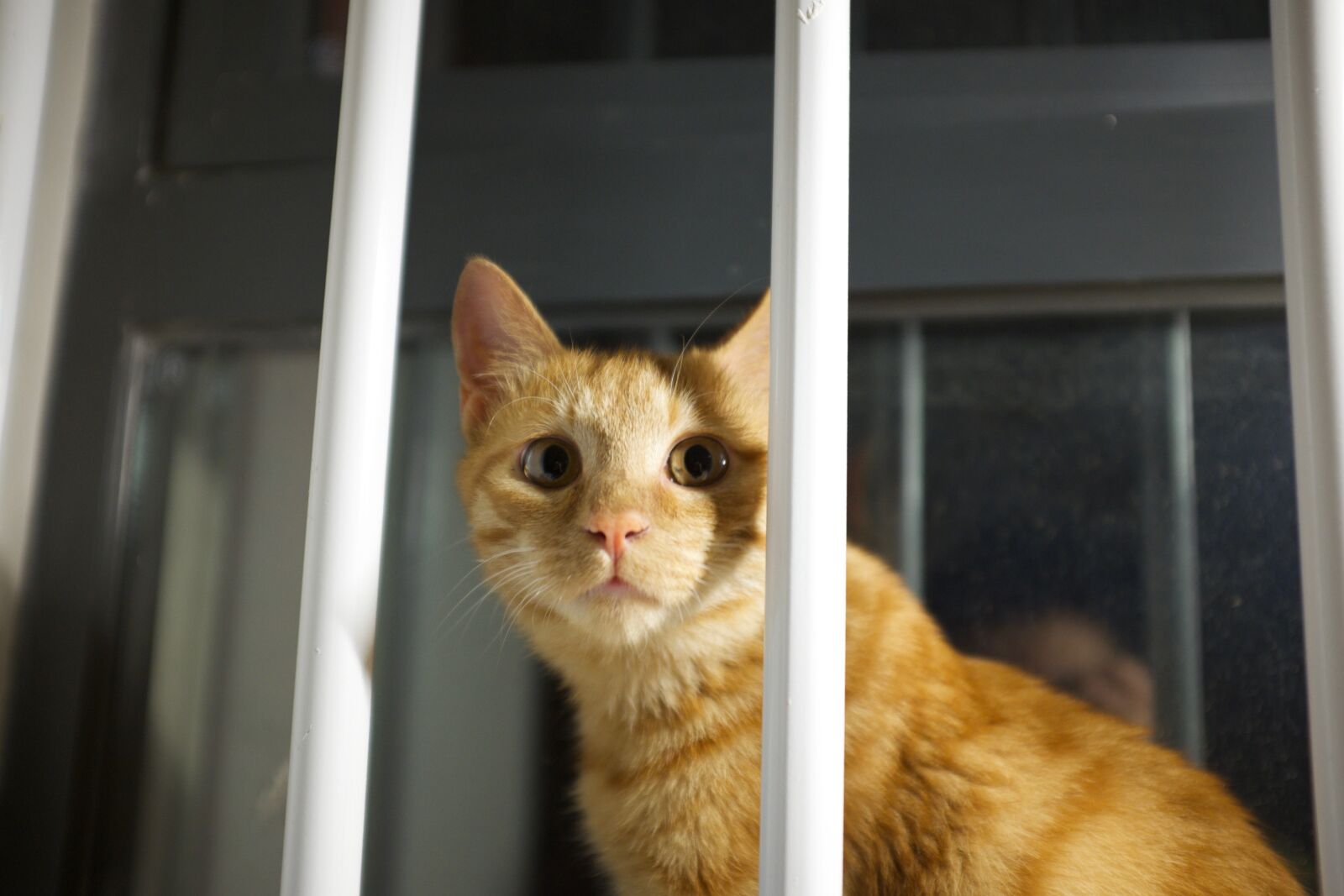 Fujifilm X100T sample photo. Cat photography