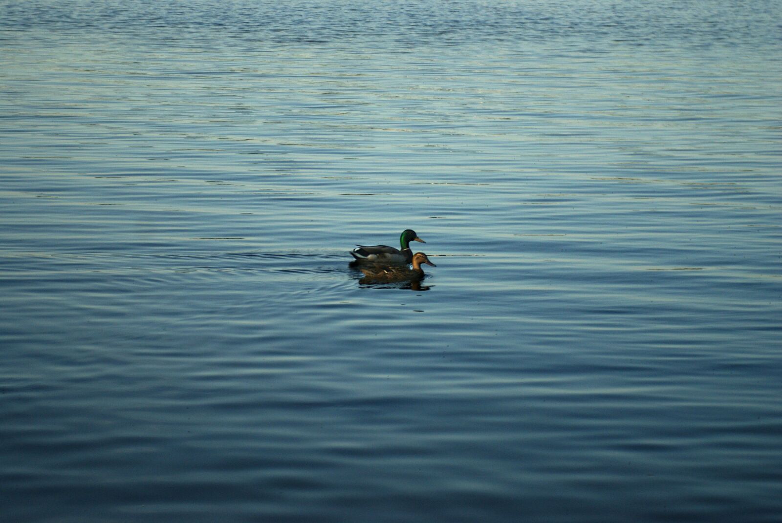 Sony Alpha DSLR-A200 sample photo. Ducks, water, duck photography