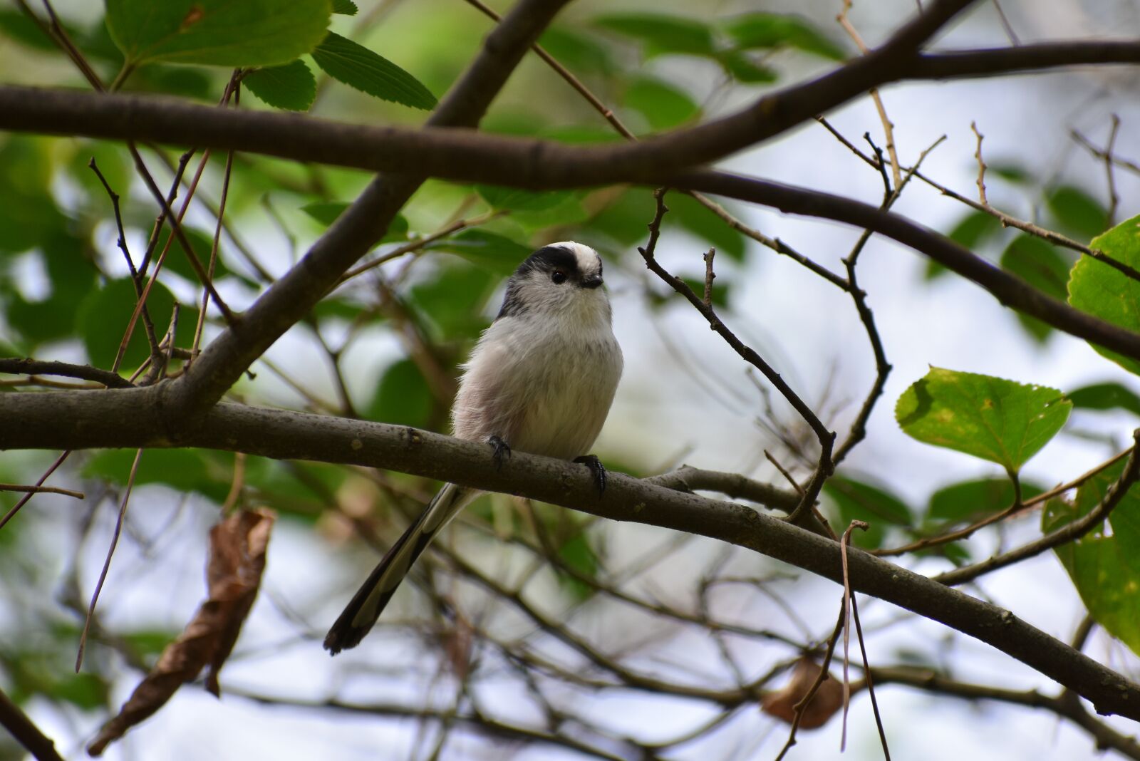 Nikon D7200 sample photo. Animal, forest, trees and photography