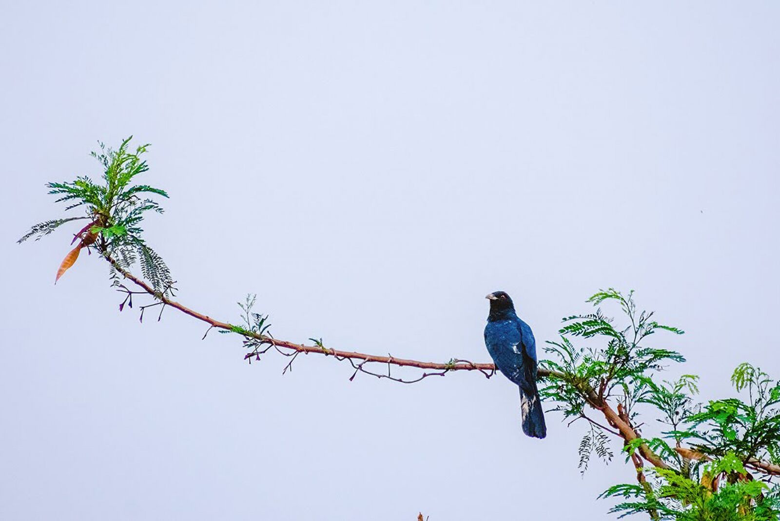 Nikon D3400 sample photo. Cuckoo, bird, perched photography