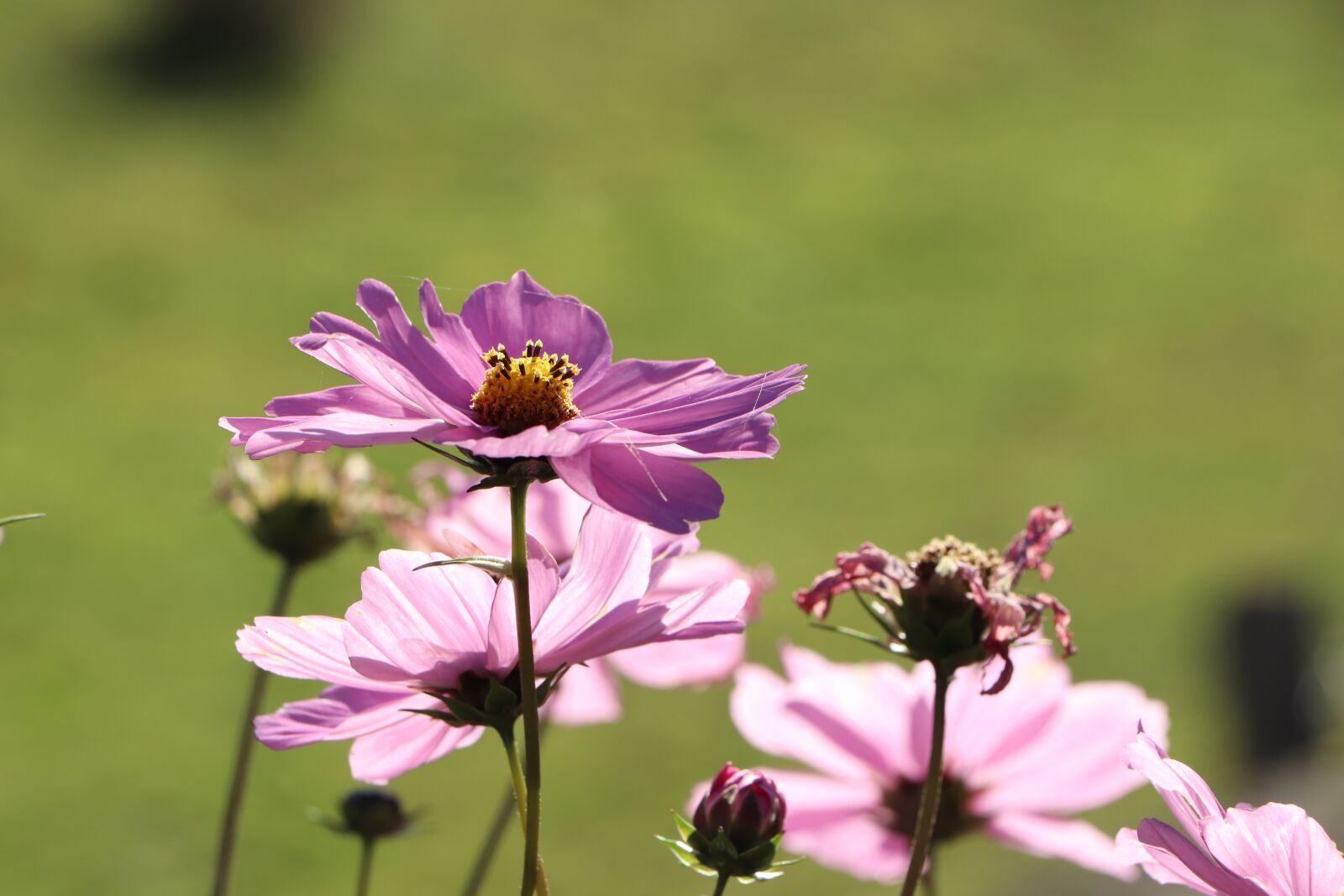 Canon EOS 800D (EOS Rebel T7i / EOS Kiss X9i) sample photo. Cosmos, flower, flowers photography