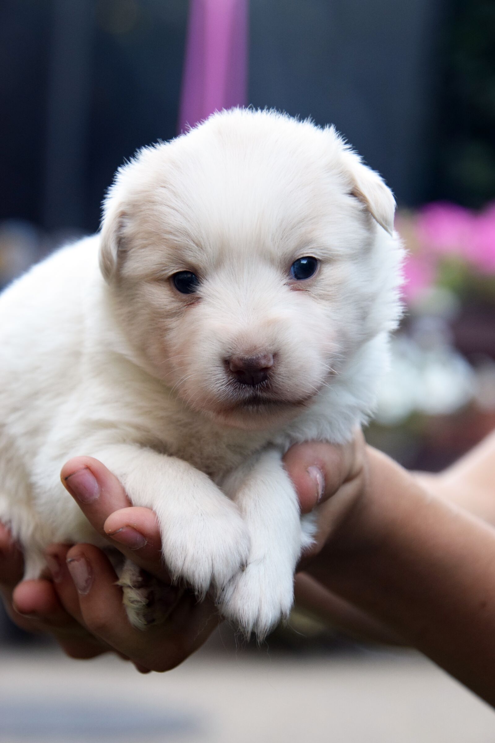 Nikon D3300 sample photo. Cute, small, dog photography