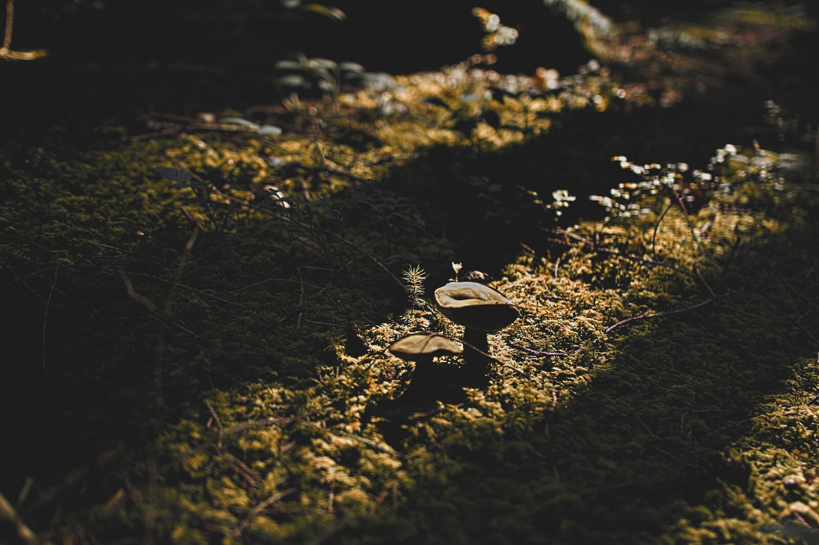 Nikon D5200 sample photo. Forest, mushroom, fungus photography