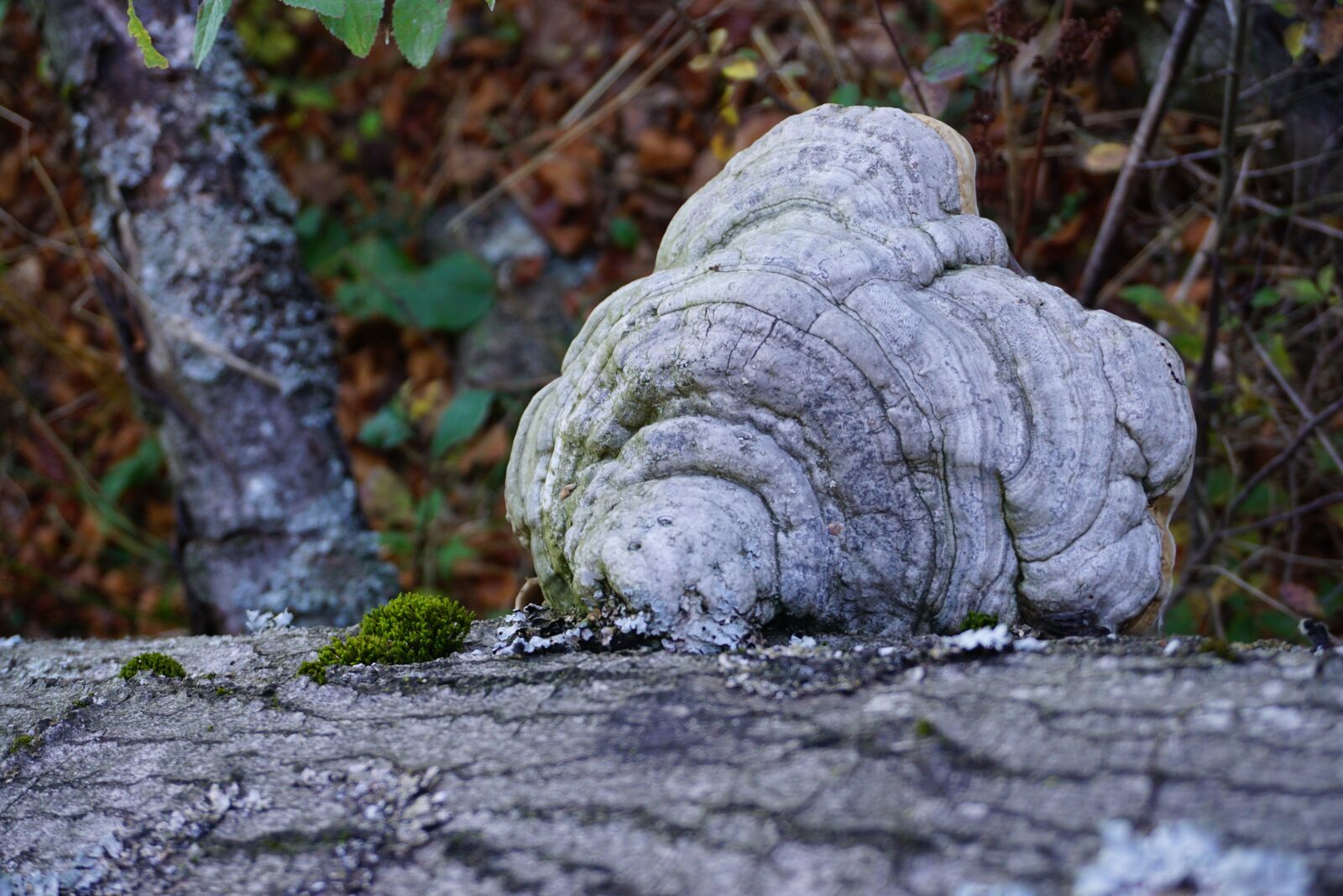 Sony a6000 sample photo. Mushroom, tree fungus, forest photography