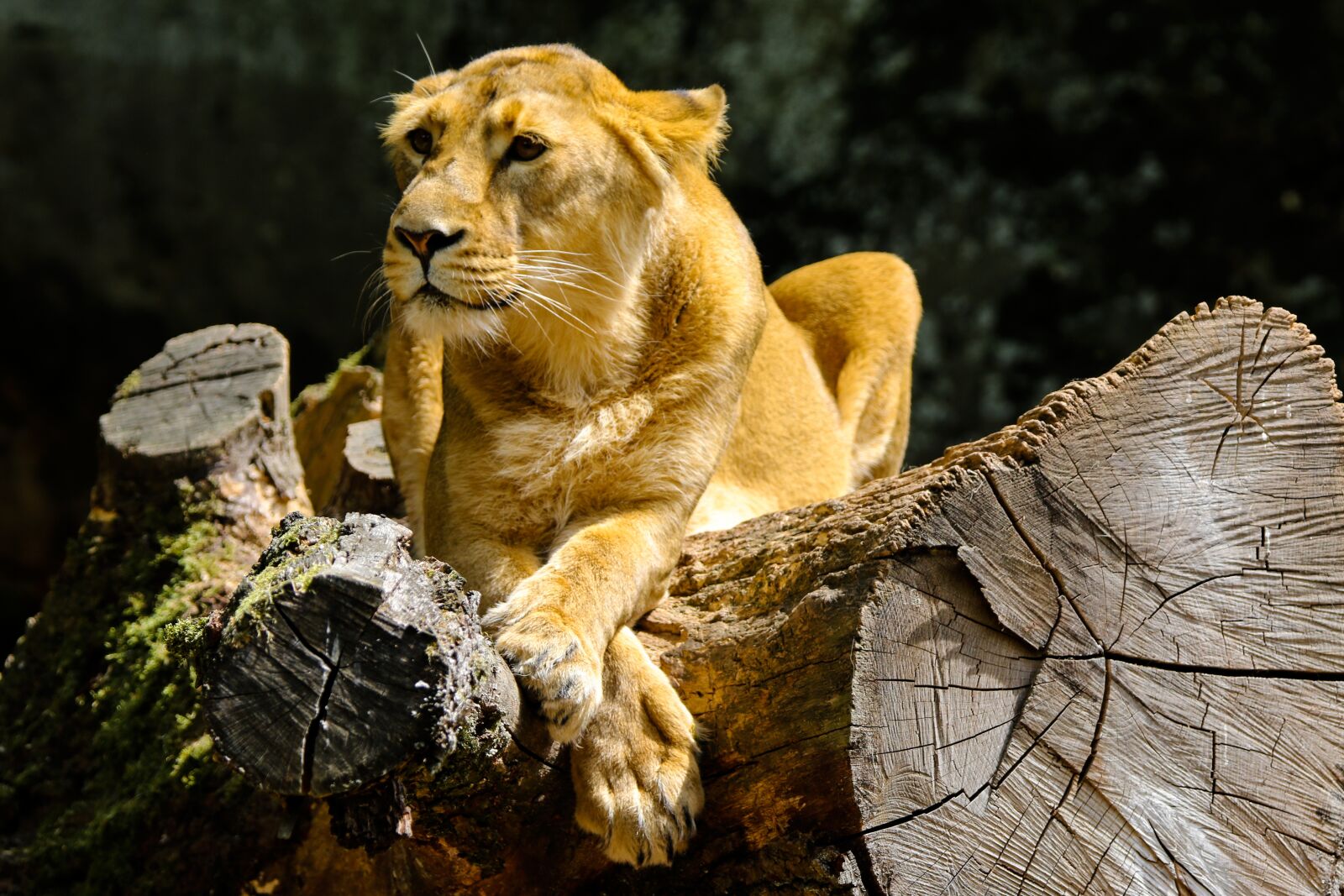 Canon EOS 70D sample photo. Animal, predator, lion photography