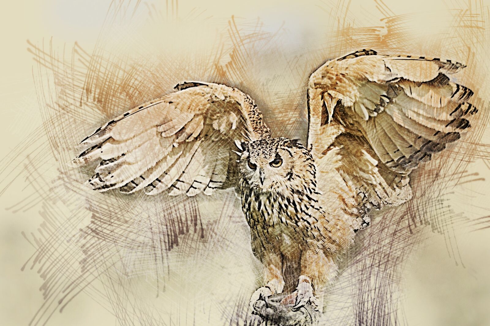 Nikon D7000 sample photo. Owl, wildlife, bird photography