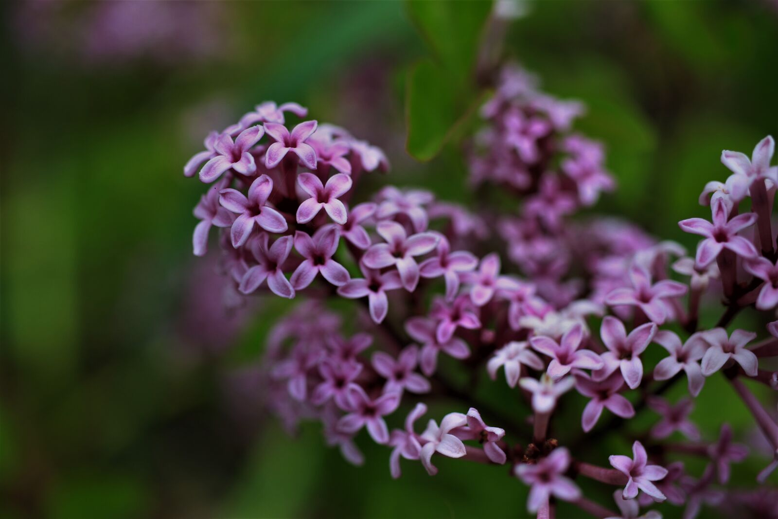 Canon EF-S 35mm F2.8 Macro IS STM sample photo. Lilac, shaggy lilac, purple photography