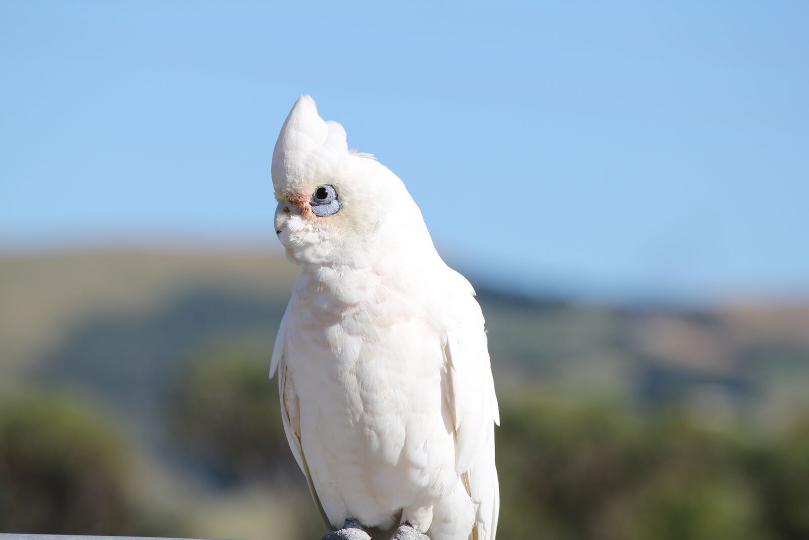 Canon EOS 550D (EOS Rebel T2i / EOS Kiss X4) sample photo. Parrot, white cockatoo, bird photography