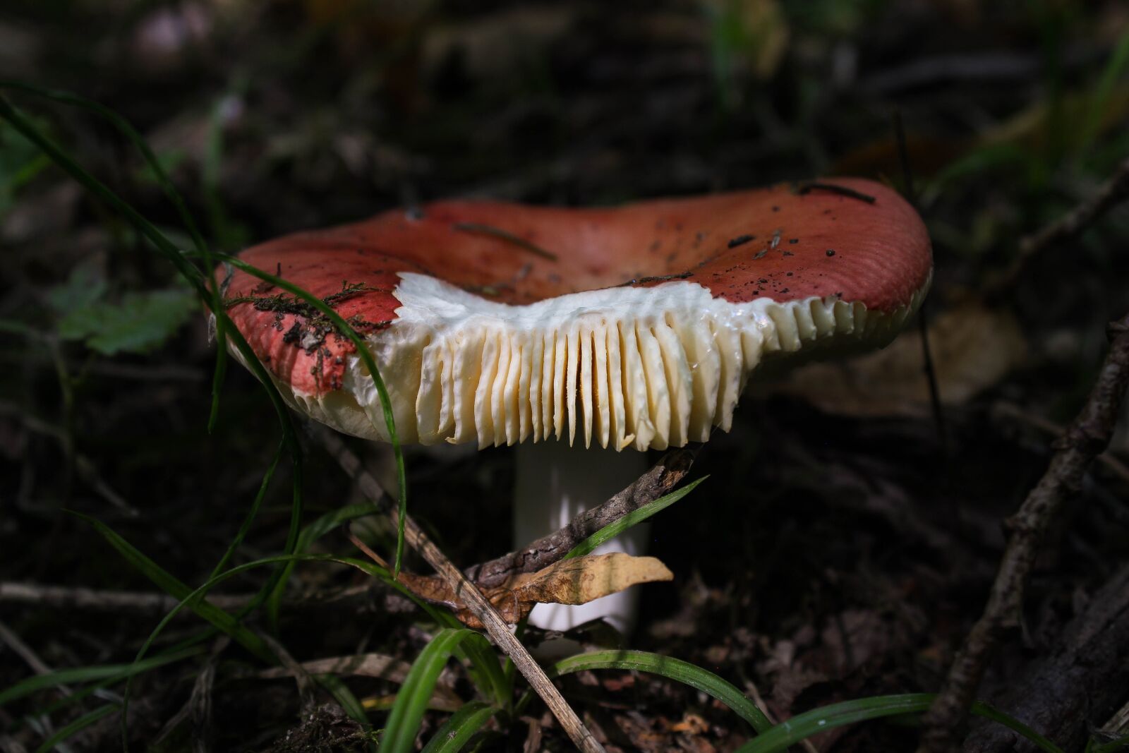 Canon EOS 600D (Rebel EOS T3i / EOS Kiss X5) sample photo. Mushroom, book spei russula photography