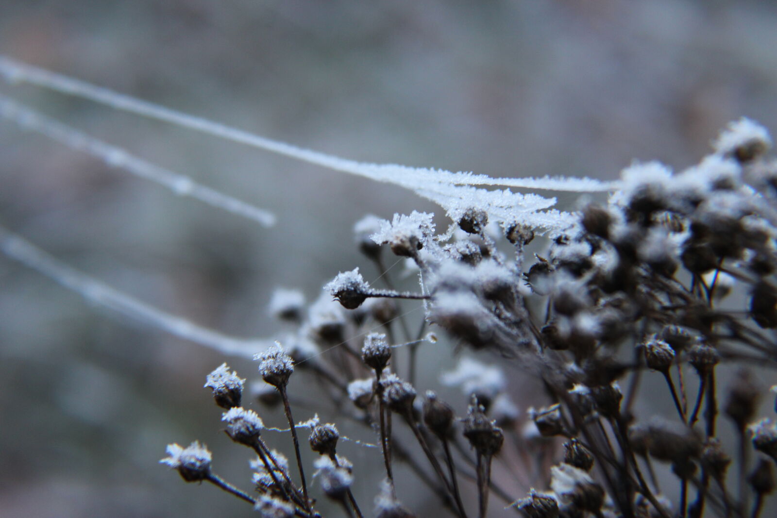 Canon EOS 1200D (EOS Rebel T5 / EOS Kiss X70 / EOS Hi) sample photo. Cobweb, frost, spiderweb, winter photography