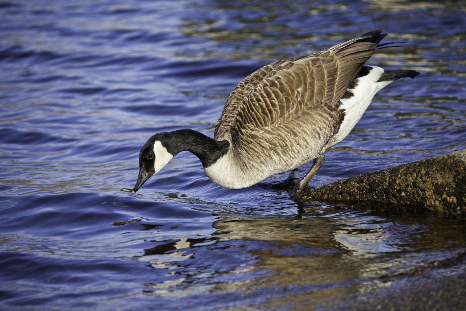 Canon EOS 5D Mark II + Canon EF 28-300mm F3.5-5.6L IS USM sample photo. Duck, goose, wate photography