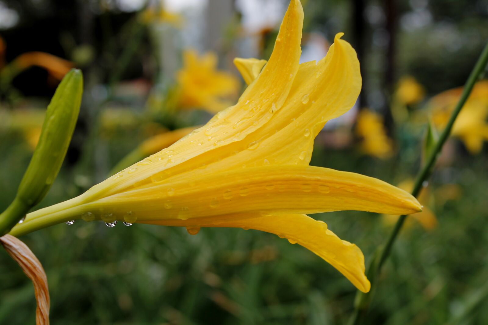 Canon EOS 1100D (EOS Rebel T3 / EOS Kiss X50) sample photo. Garden, colors, flower photography