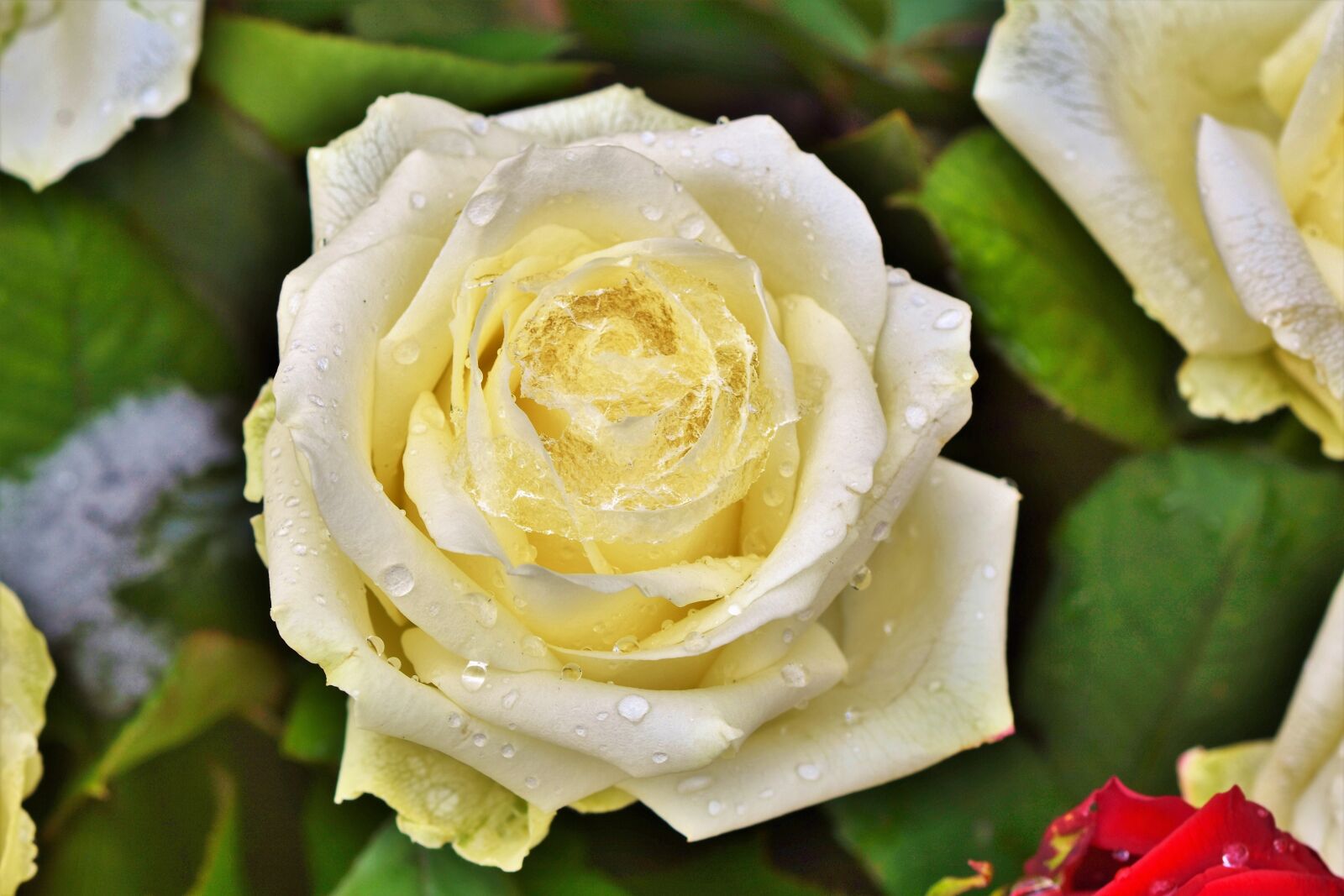 Nikon D7200 sample photo. Rose, rose bloom, pale photography