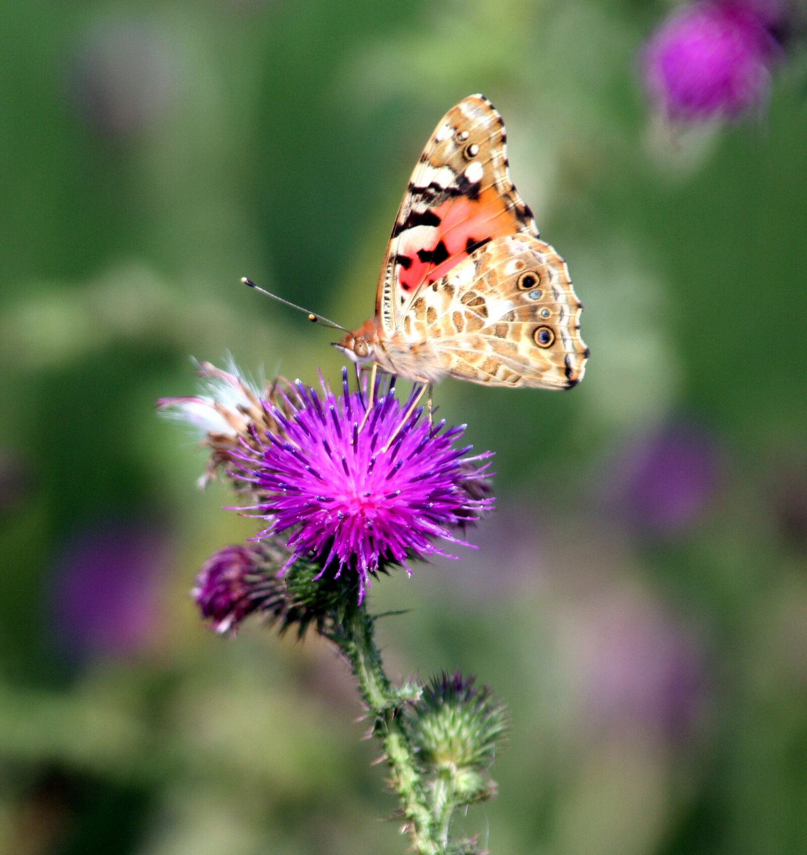 Canon EOS 350D (EOS Digital Rebel XT / EOS Kiss Digital N) sample photo. Butterfly, wings, flowers photography