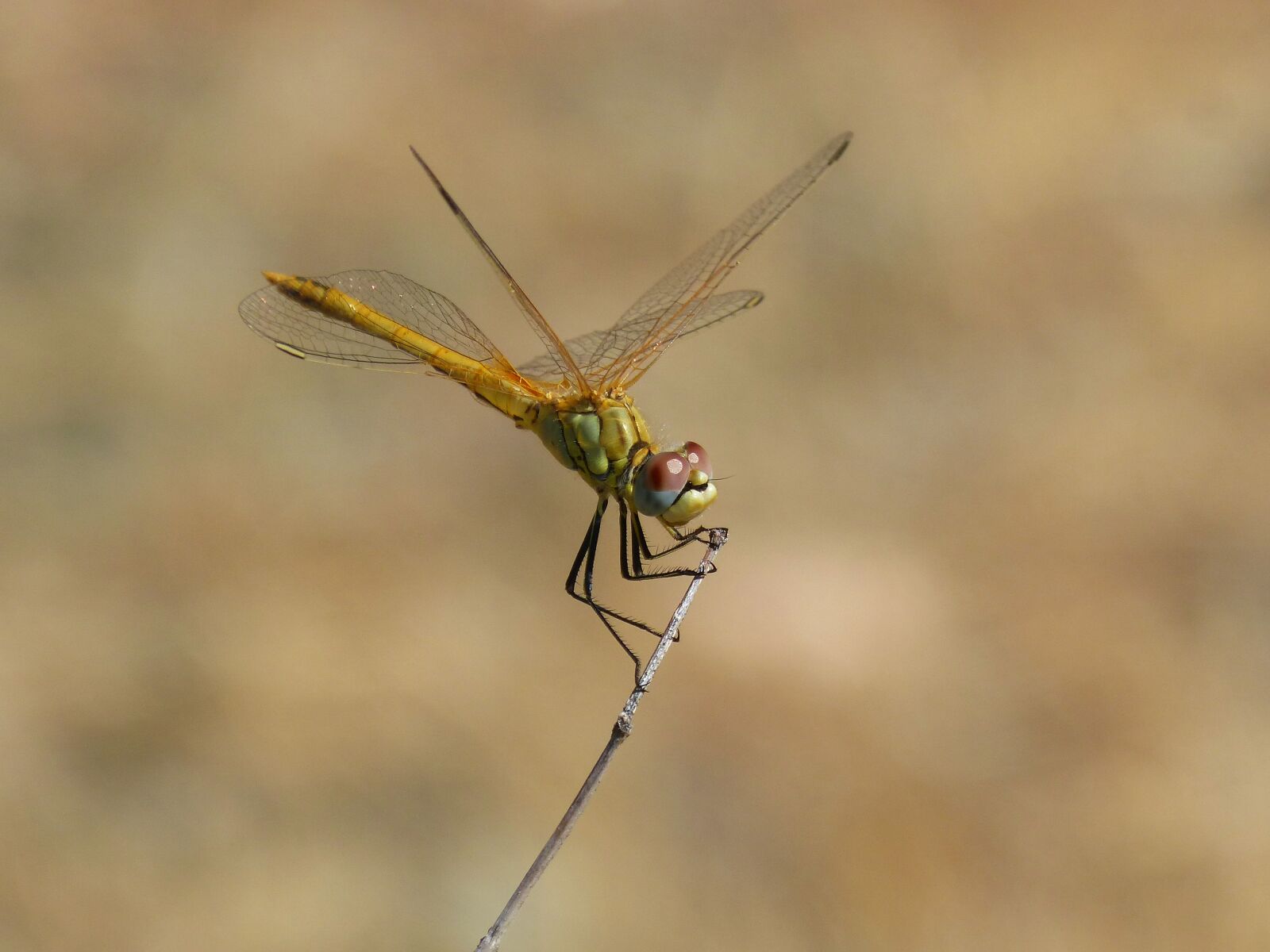 Panasonic DMC-FZ62 sample photo. Dragonfly, sympetrum striolatum, odonato photography