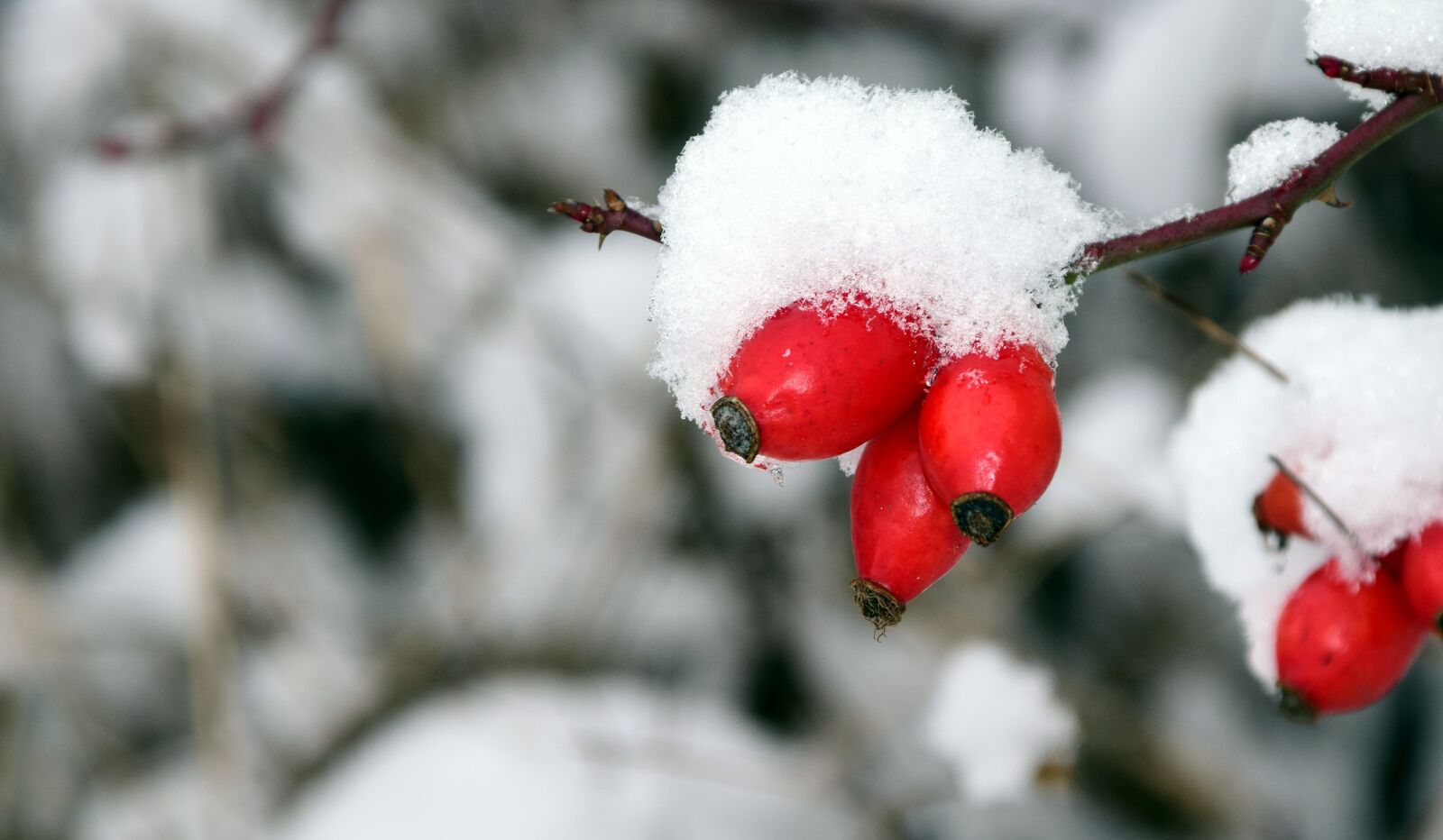 Nikon D3300 sample photo. Rose hip, winter, cold photography