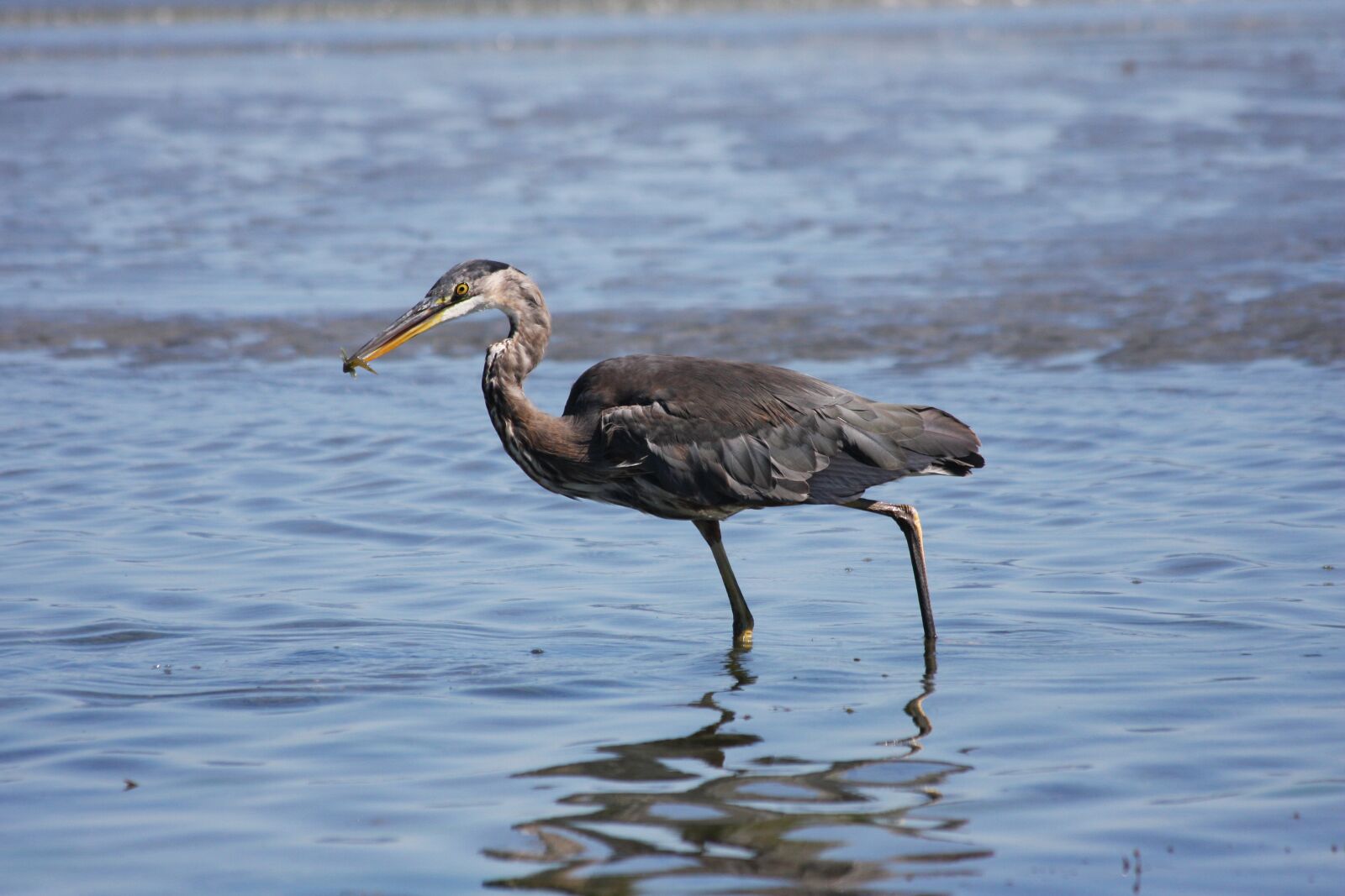 Canon EOS 40D sample photo. Heron, walking with catch photography