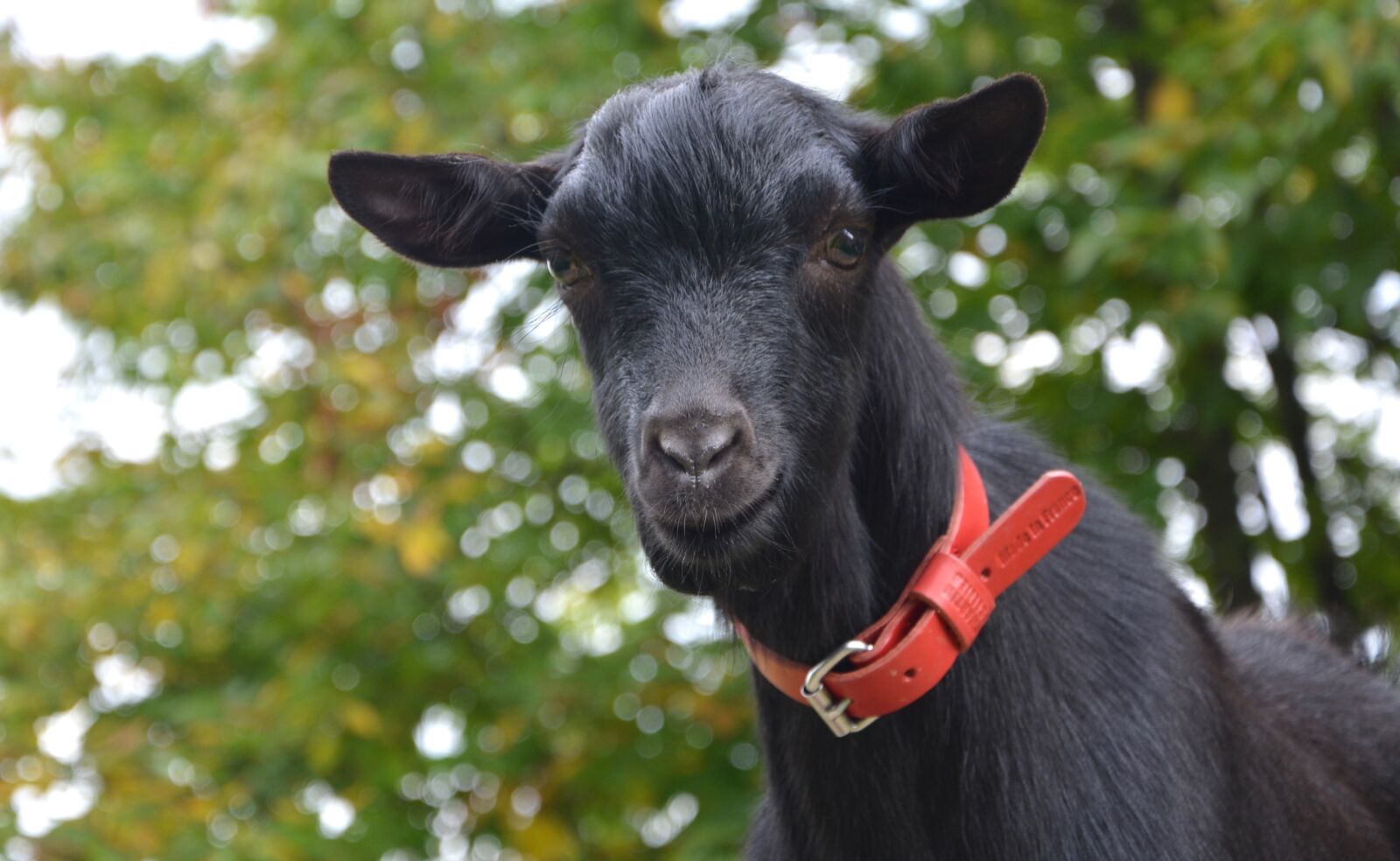 Nikon D5200 sample photo. Goat, black goat, ruminant photography
