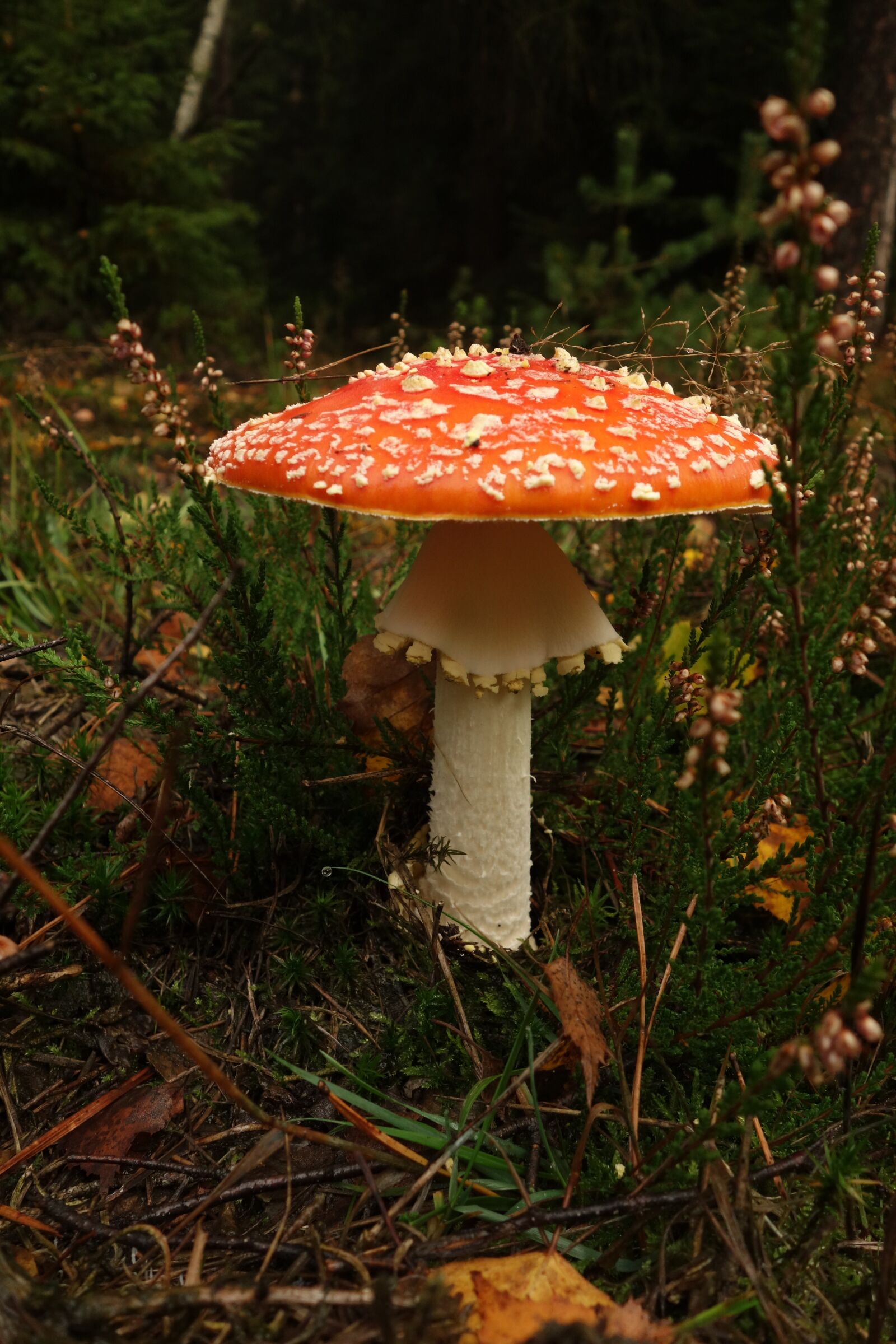 Sony Cyber-shot DSC-RX100 sample photo. Mushroom, fly agaric, forest photography