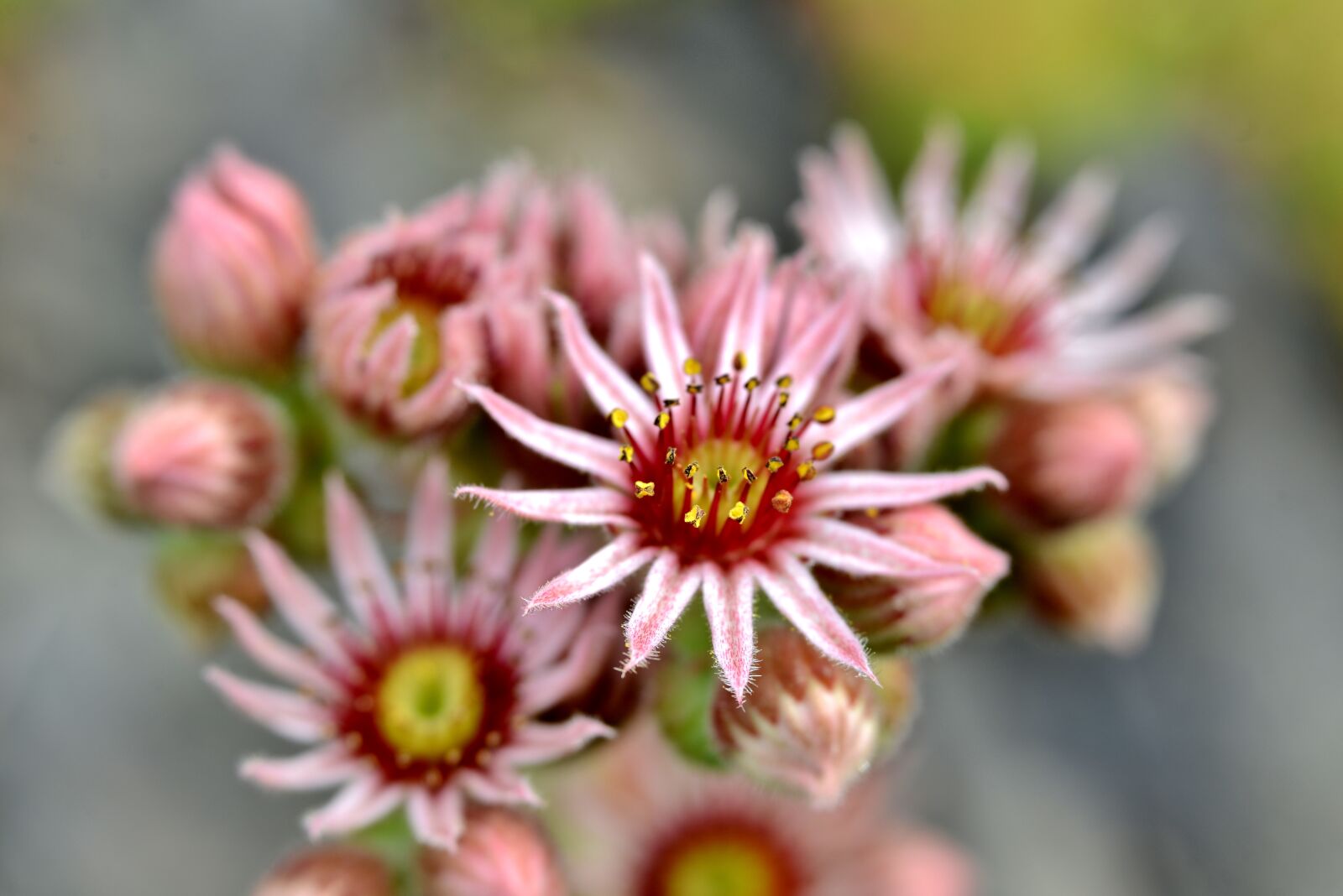 Nikon D600 sample photo. Vetplantjes, plants, flora photography