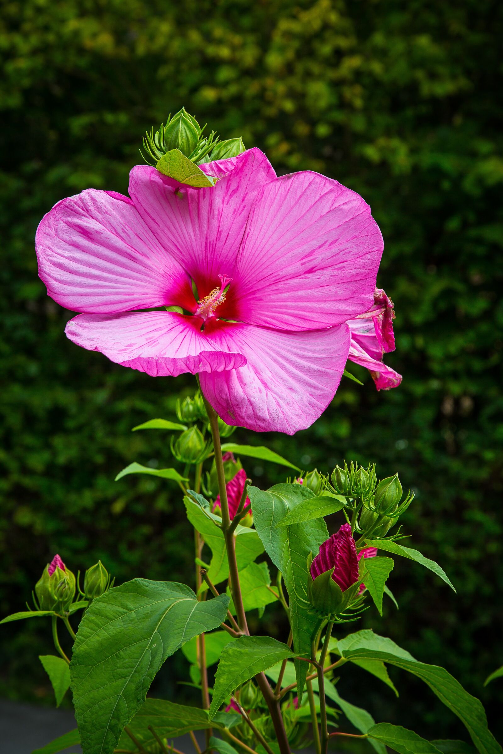 Canon EF 24-105mm F4L IS USM sample photo. Hibiscus, marshmallow, mallow photography