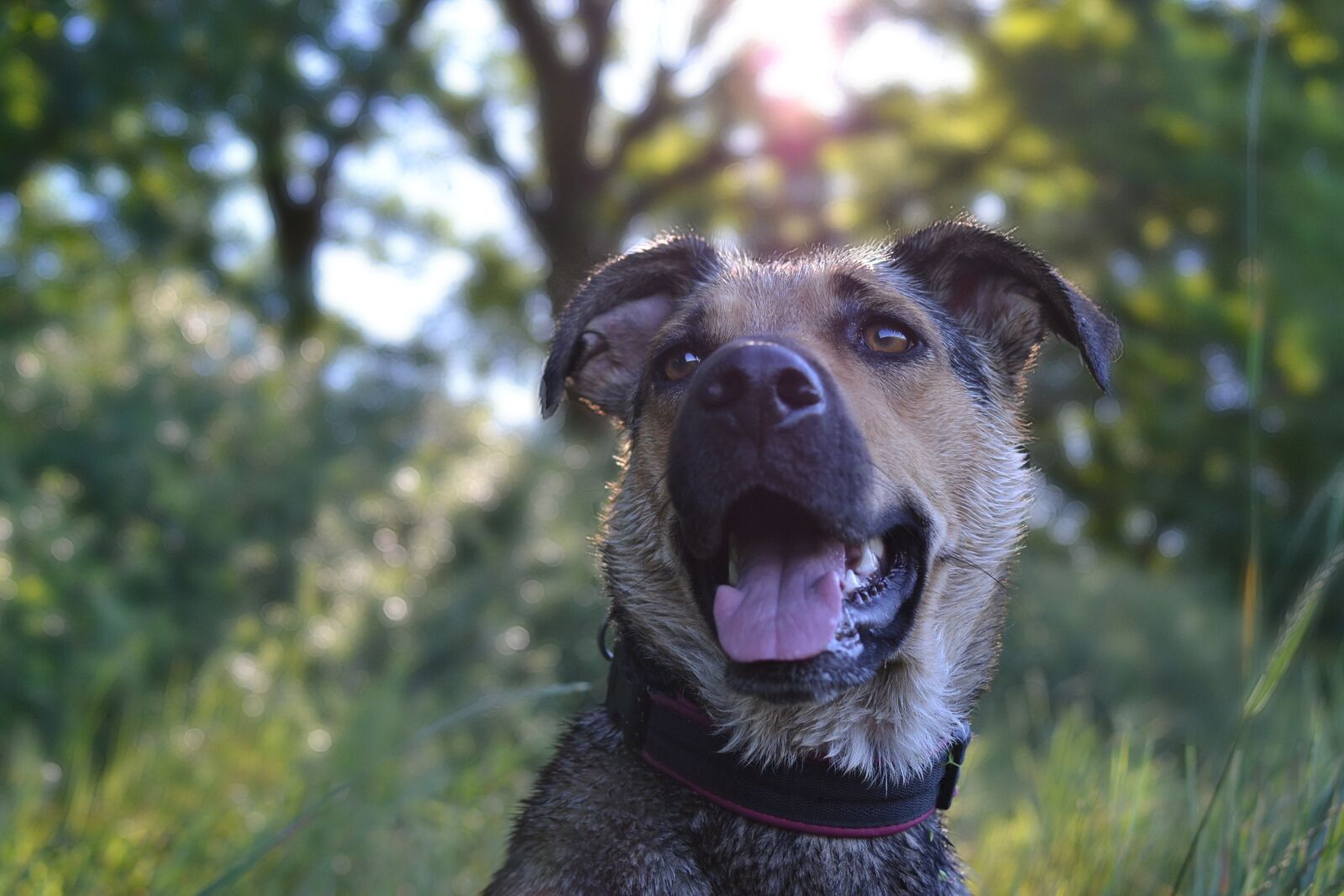 Nikon D3100 sample photo. Summer, dog, animal photography