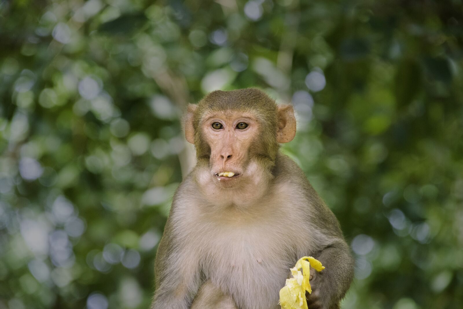 Nikon D800 sample photo. Monkey, banana, india photography