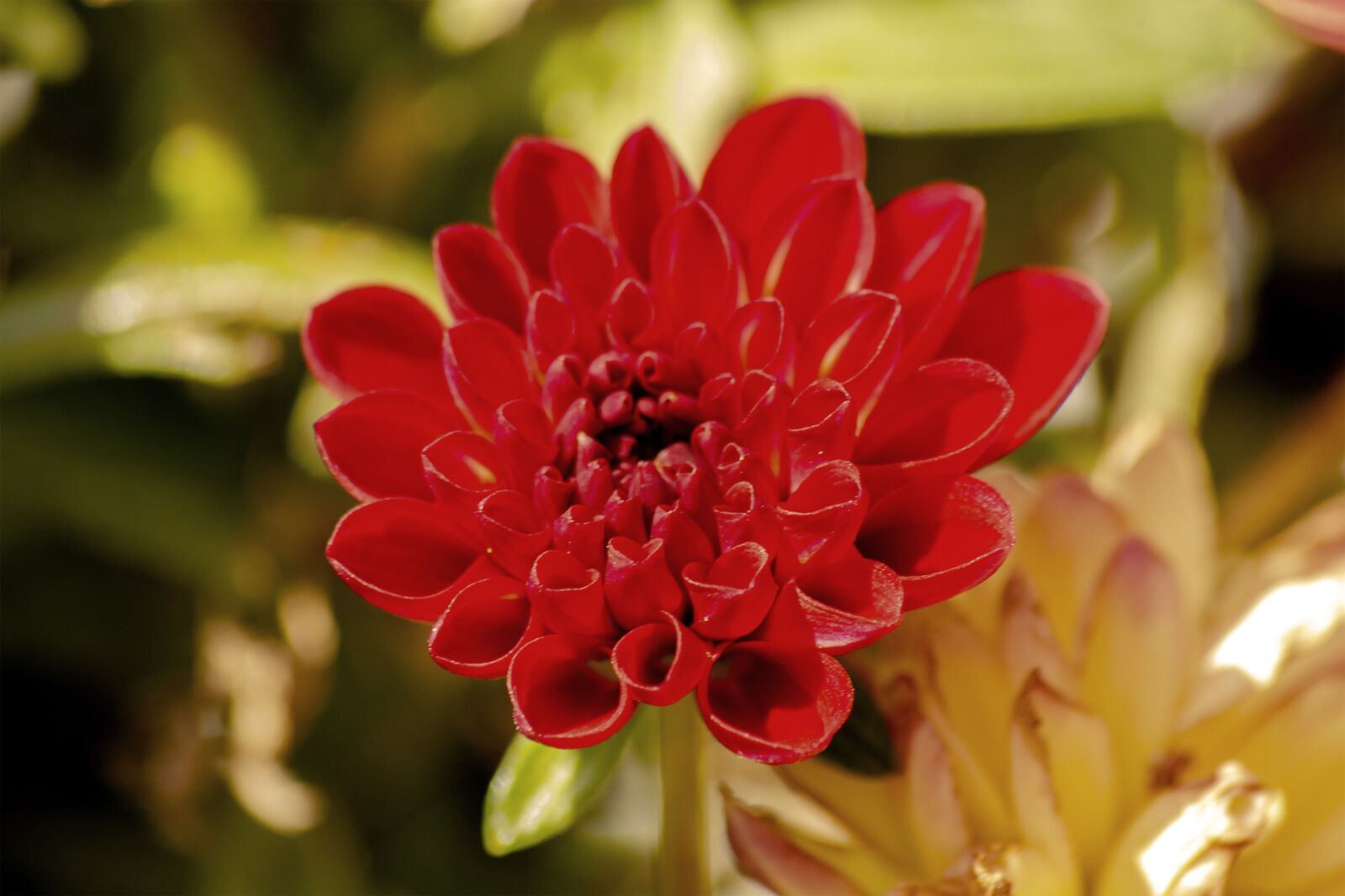 Nikon D5200 sample photo. Garden, flower, petals photography