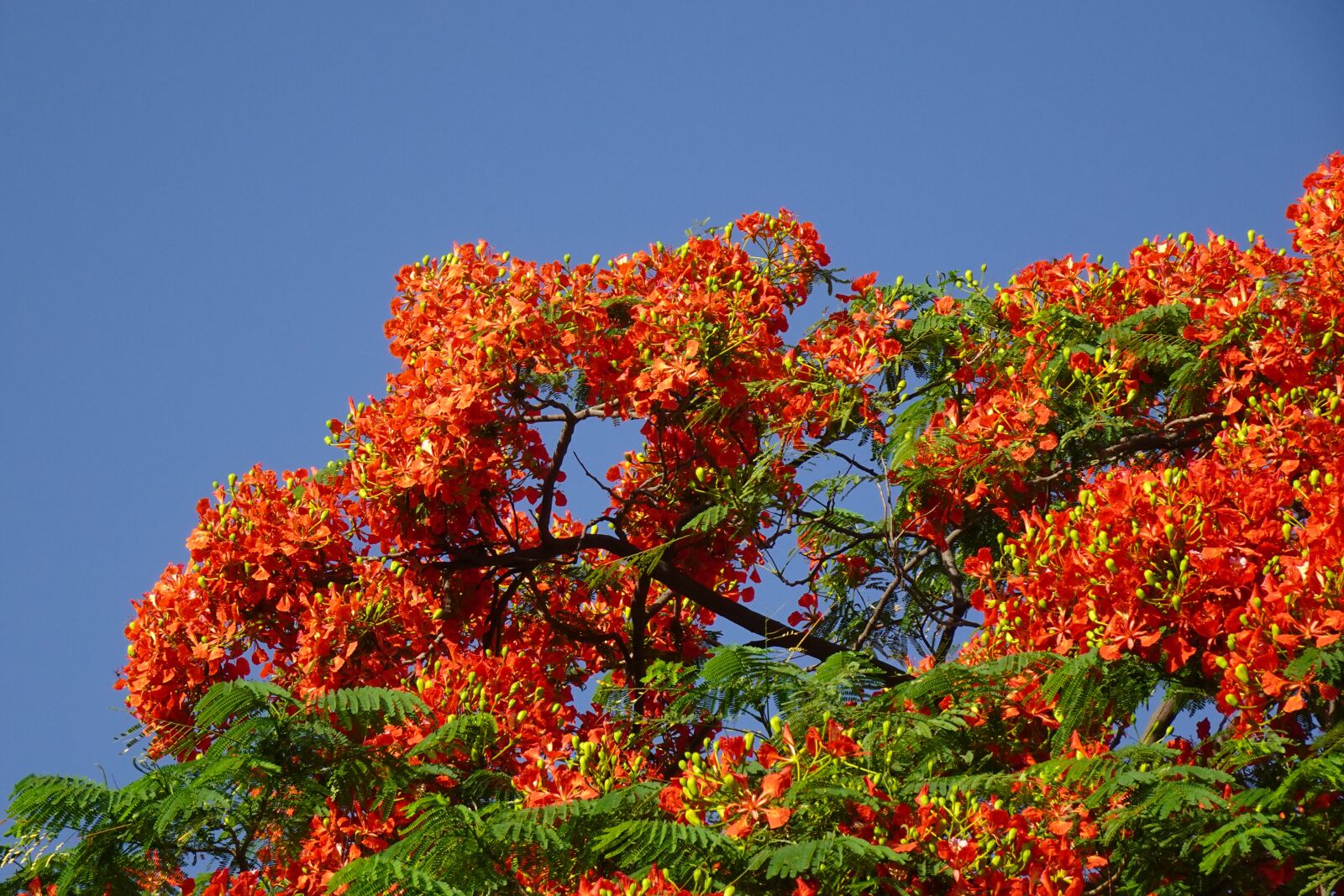 Sony DSC-WX800 sample photo. Flower, delonix regia, fabaceae photography