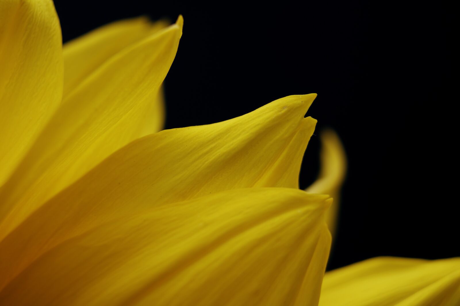 Canon EOS 750D (EOS Rebel T6i / EOS Kiss X8i) sample photo. Flower, petal, stem photography
