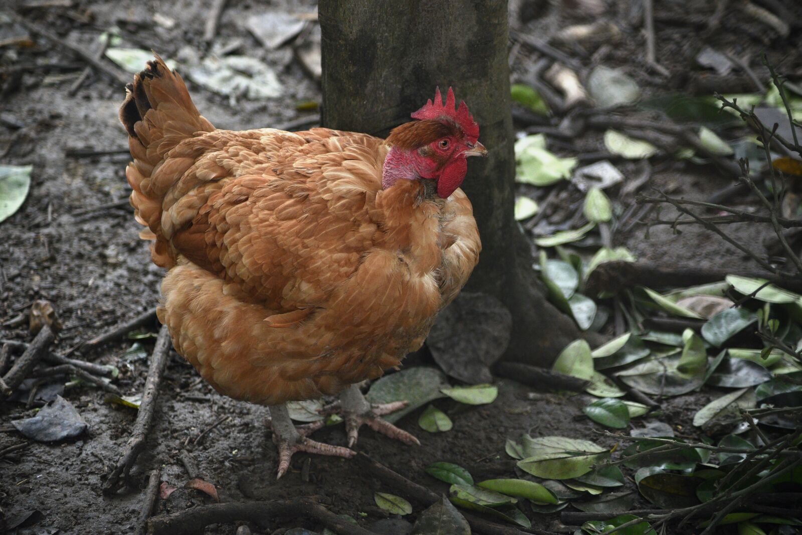 Nikon D750 sample photo. Chicken, animal, phasianidae photography
