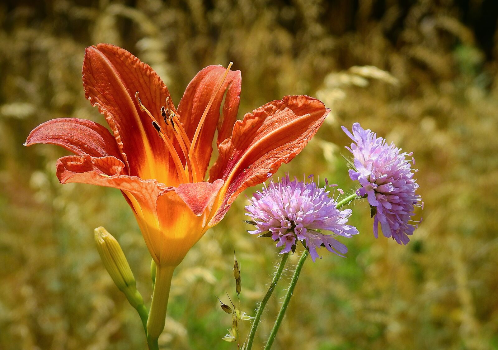 Nikon Coolpix P900 sample photo. Flowers, meadow, nature photography