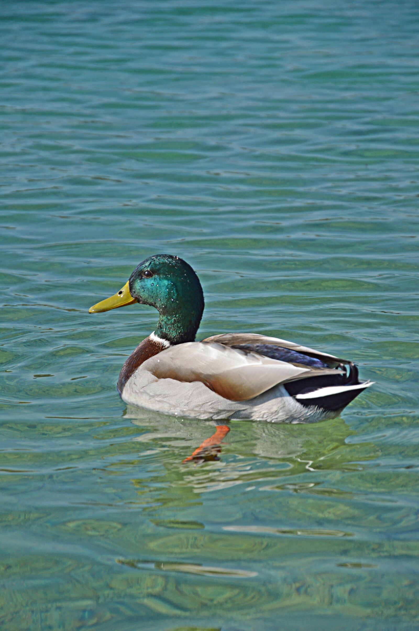 Nikon D3200 sample photo. Duck, lake, water photography